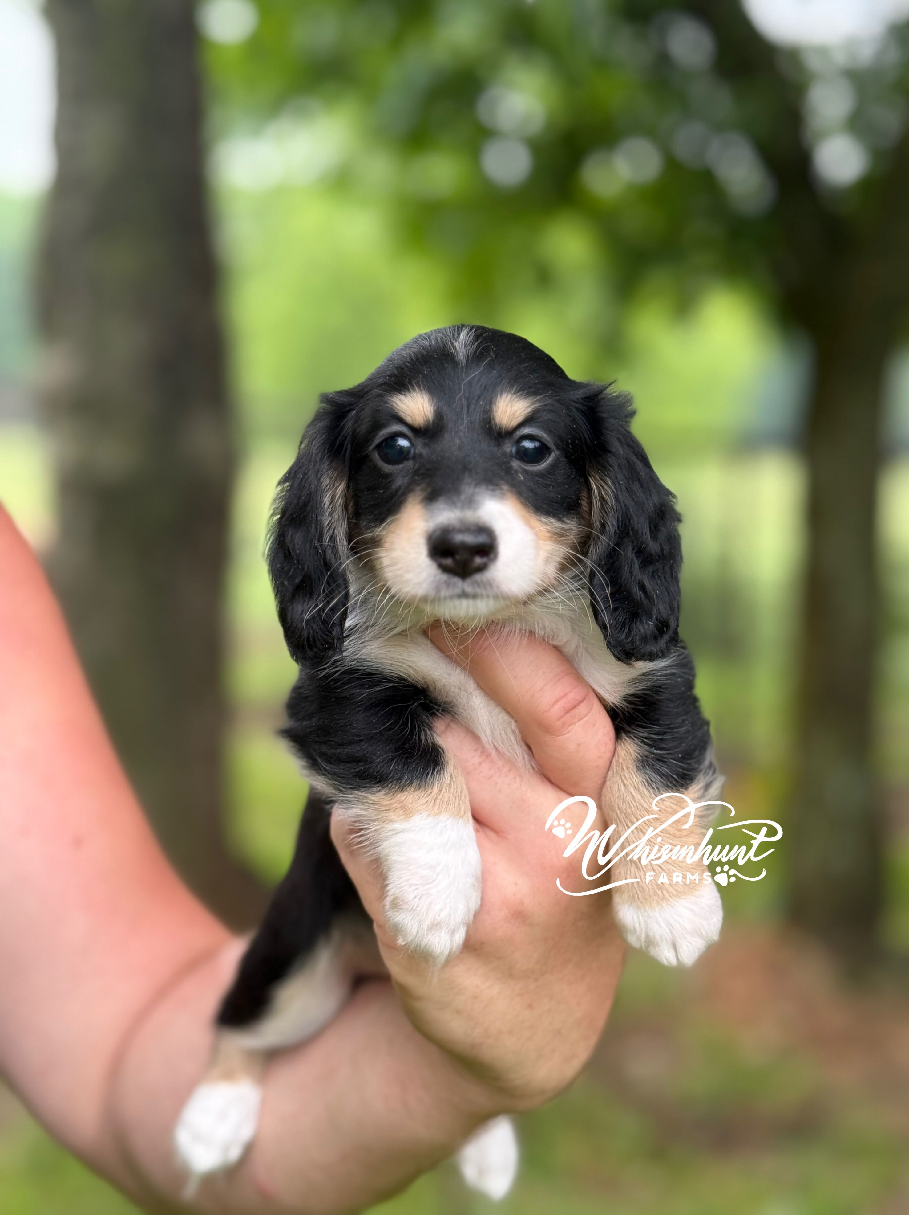 Blk n cream 2 – Miniature Dachshund puppy for sale in Nashville, AR
