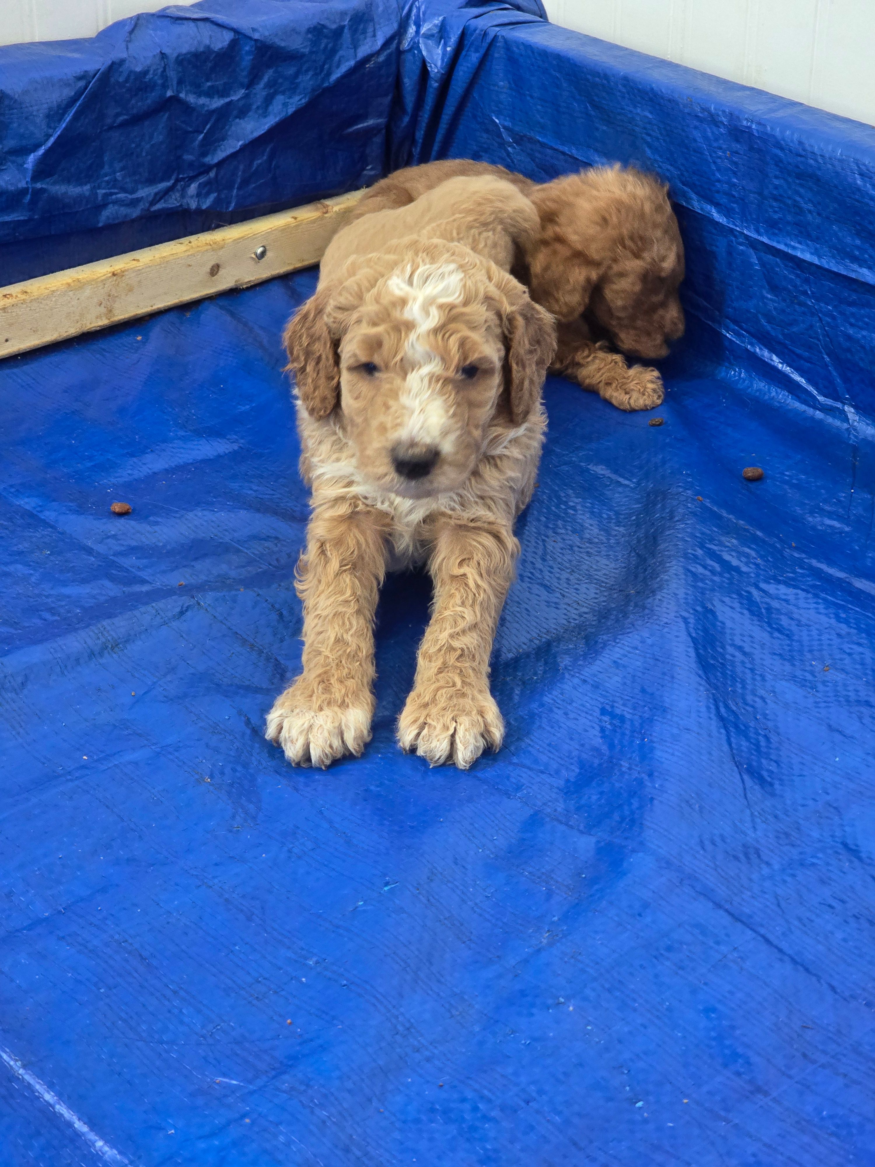 Keen – Miniature Goldendoodle puppy for sale in Clover, SC