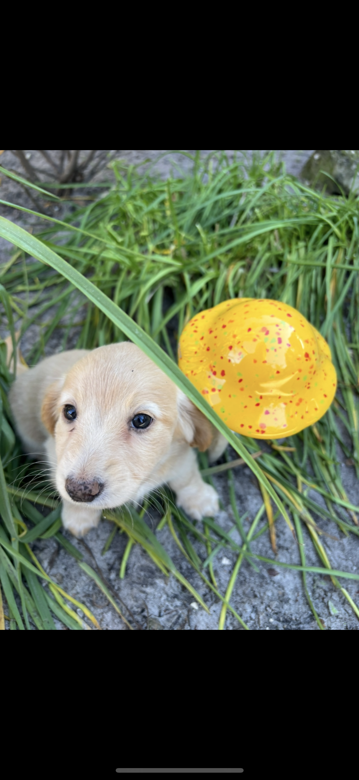 English cream – Miniature Dachshund puppy for sale in St. Petersburg, FL