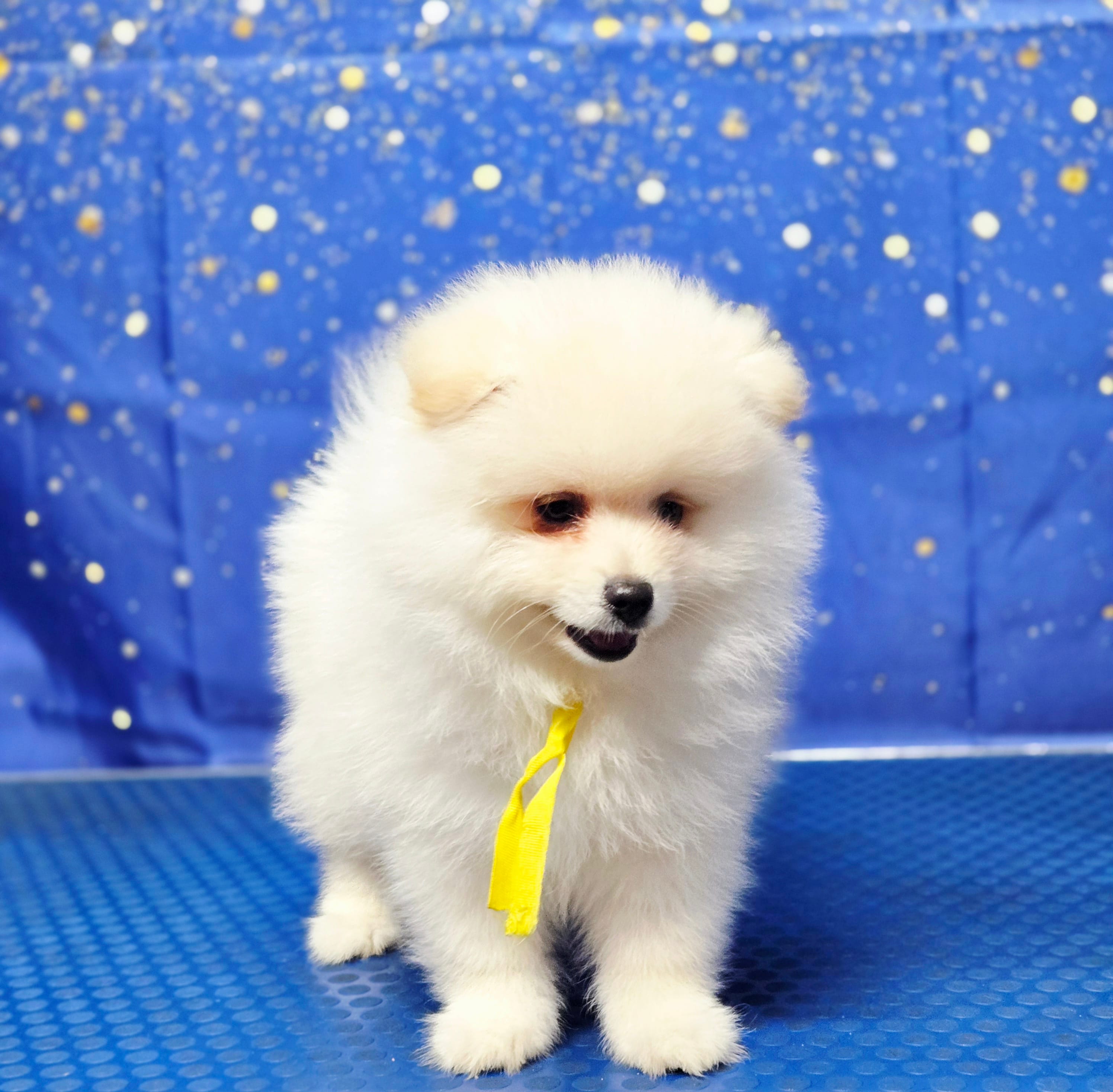 Gordo – Pomeranian puppy for sale in Orlando, FL