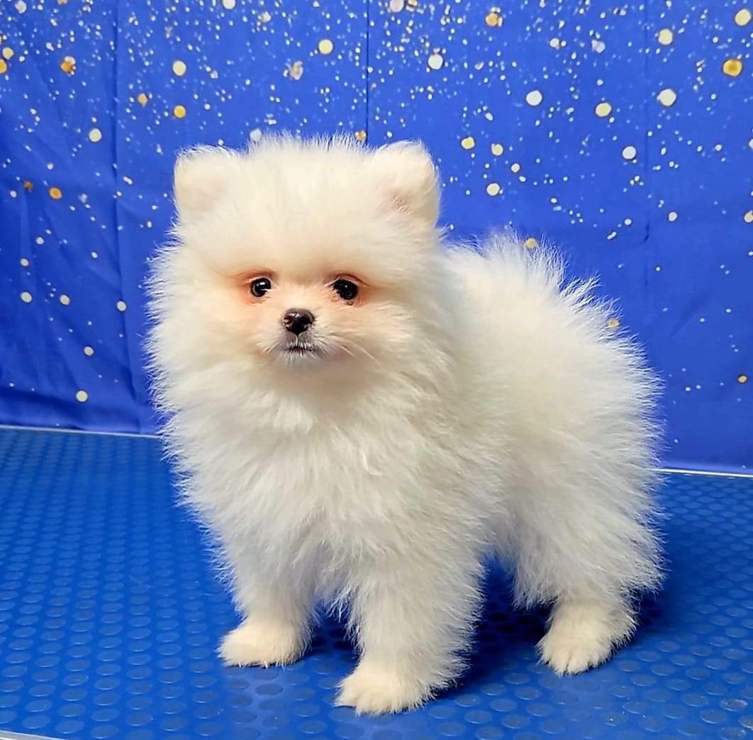 Tommy  – Pomeranian puppy for sale in Orlando, FL