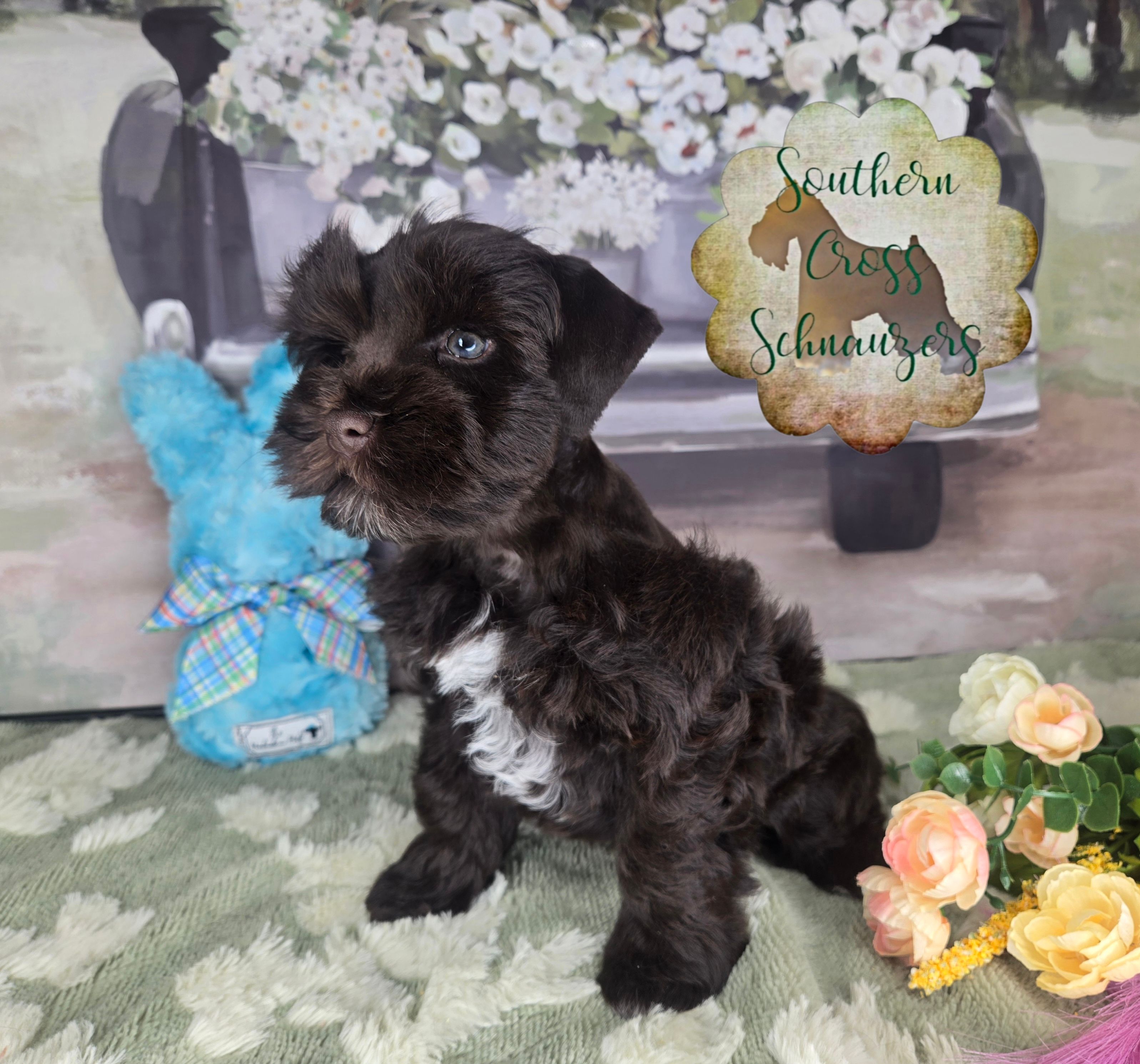 Beau – Miniature Schnauzer puppy for sale in New Boston, TX