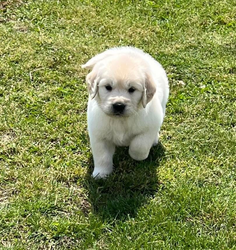 Blue Collar – Golden Retriever puppy for sale in Altamont, IL