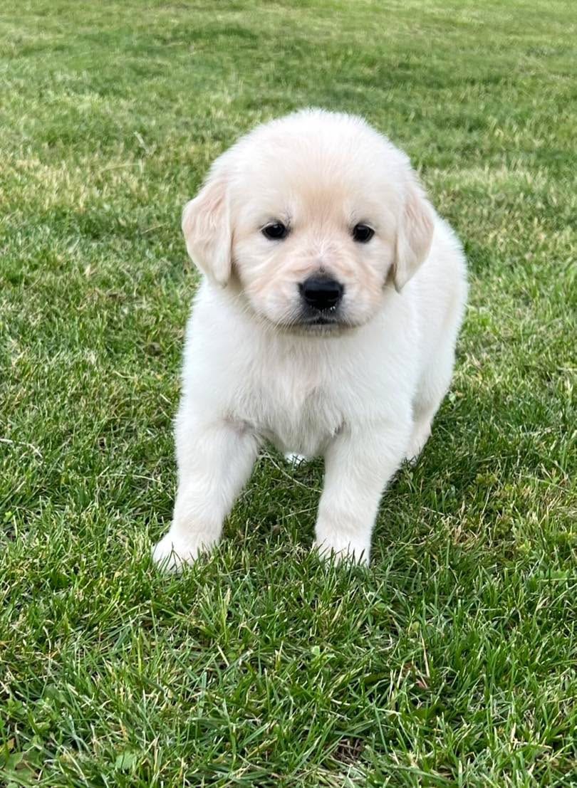 Tessa x Bear Pink Collar – Golden Retriever puppy for sale in Altamont, IL