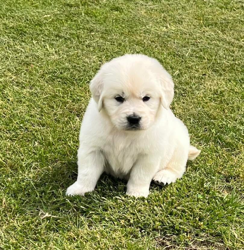 Orange Collar  – Golden Retriever puppy for sale in Altamont, IL