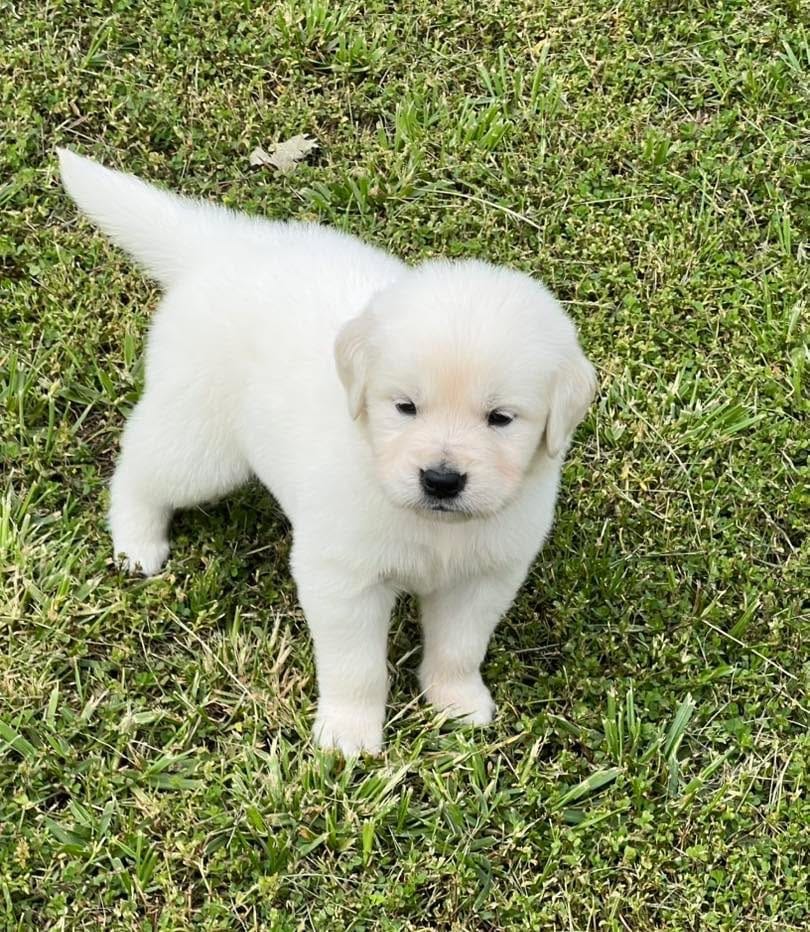 Tessa x Bear Red Collar – Golden Retriever puppy for sale in Altamont, IL