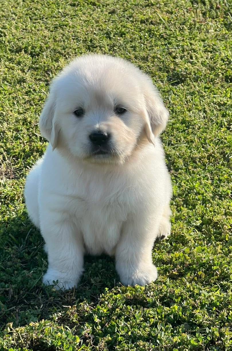 Red Collar  – Golden Retriever puppy for sale in Altamont, IL