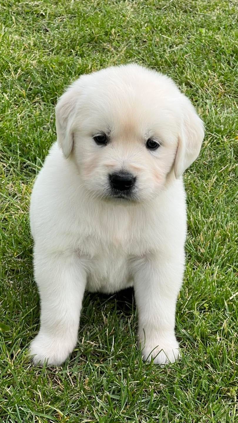 Tessa x Bear Orange Collar – Golden Retriever puppy for sale in Altamont, IL