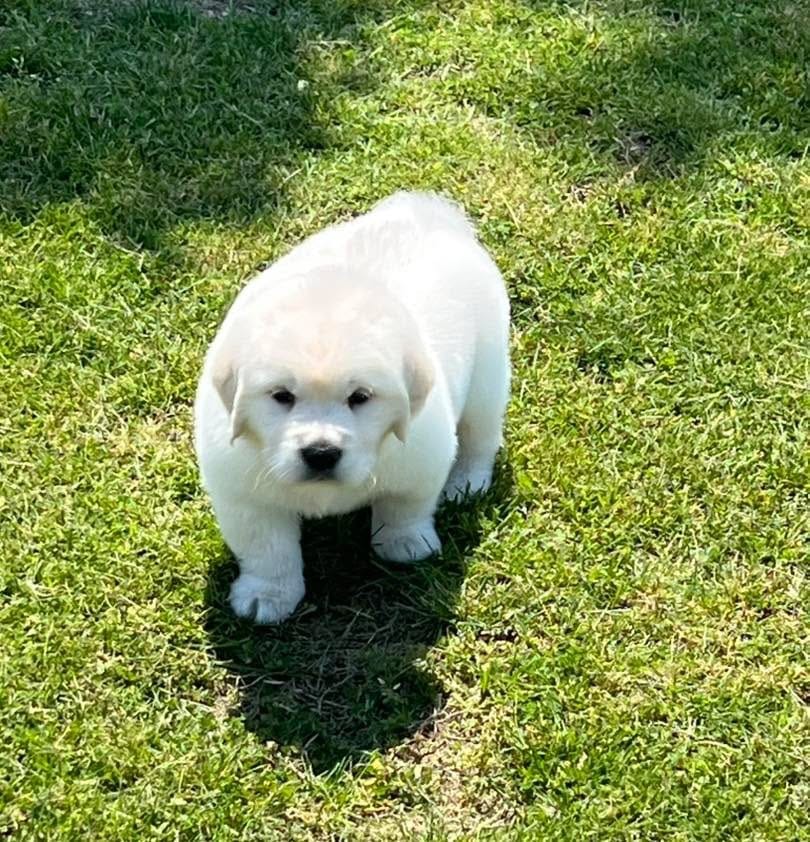 Gray Collar  – Golden Retriever puppy for sale in Altamont, IL
