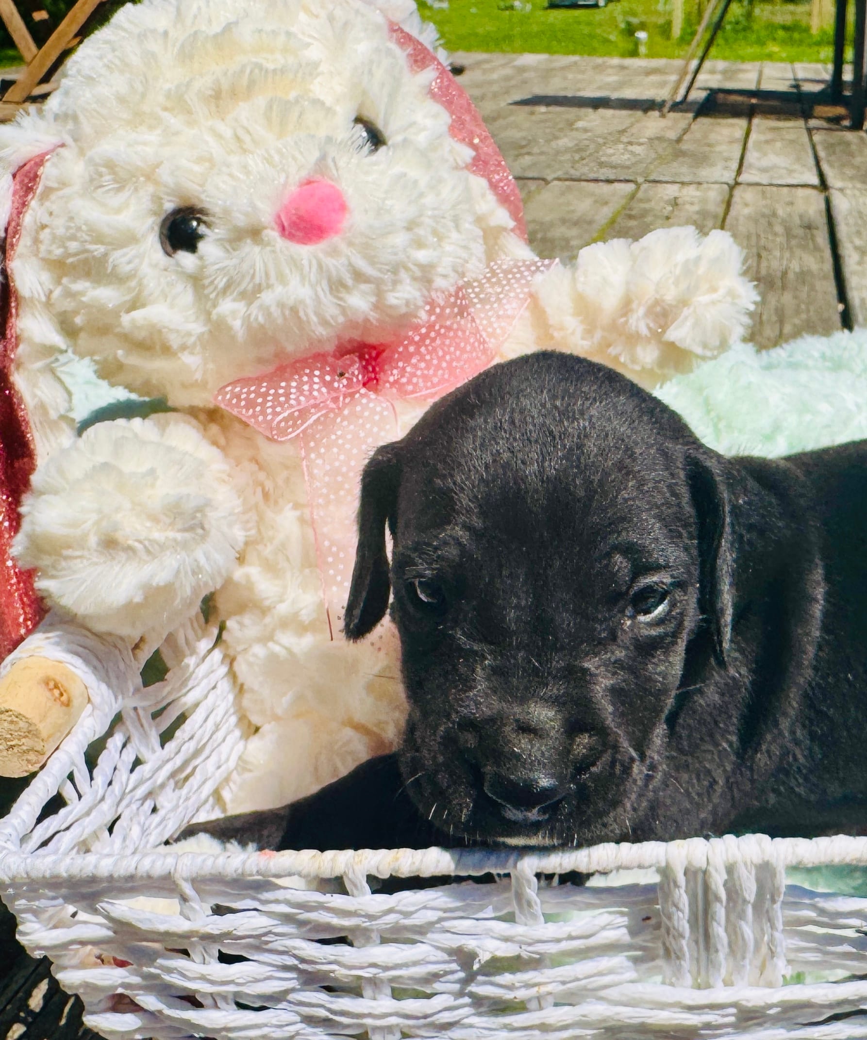 Starla – Great Dane puppy for sale in Pleasant Lake, IN
