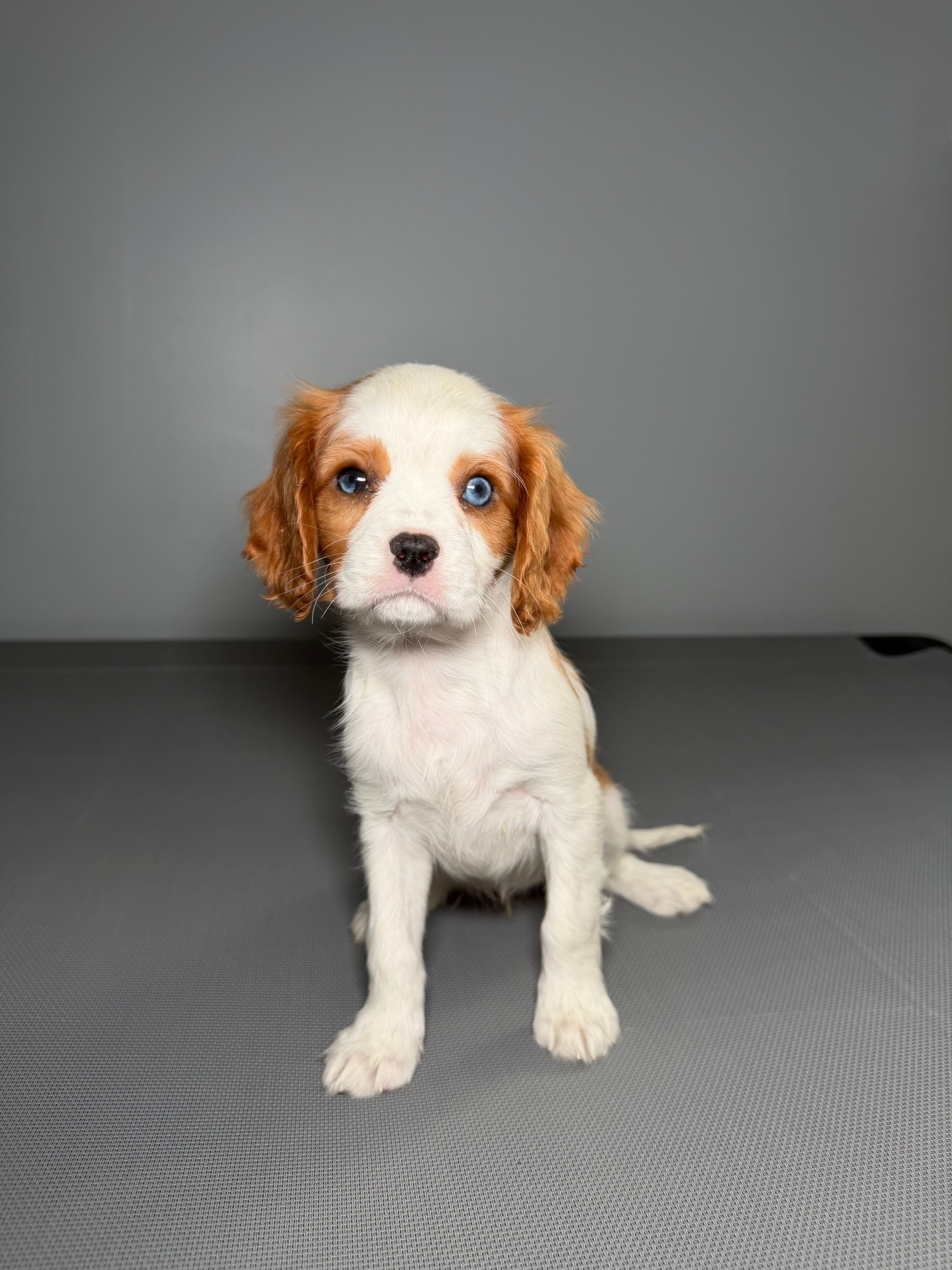 Kimmie – Cavalier King Charles Spaniel puppy for sale in Chicago, IL