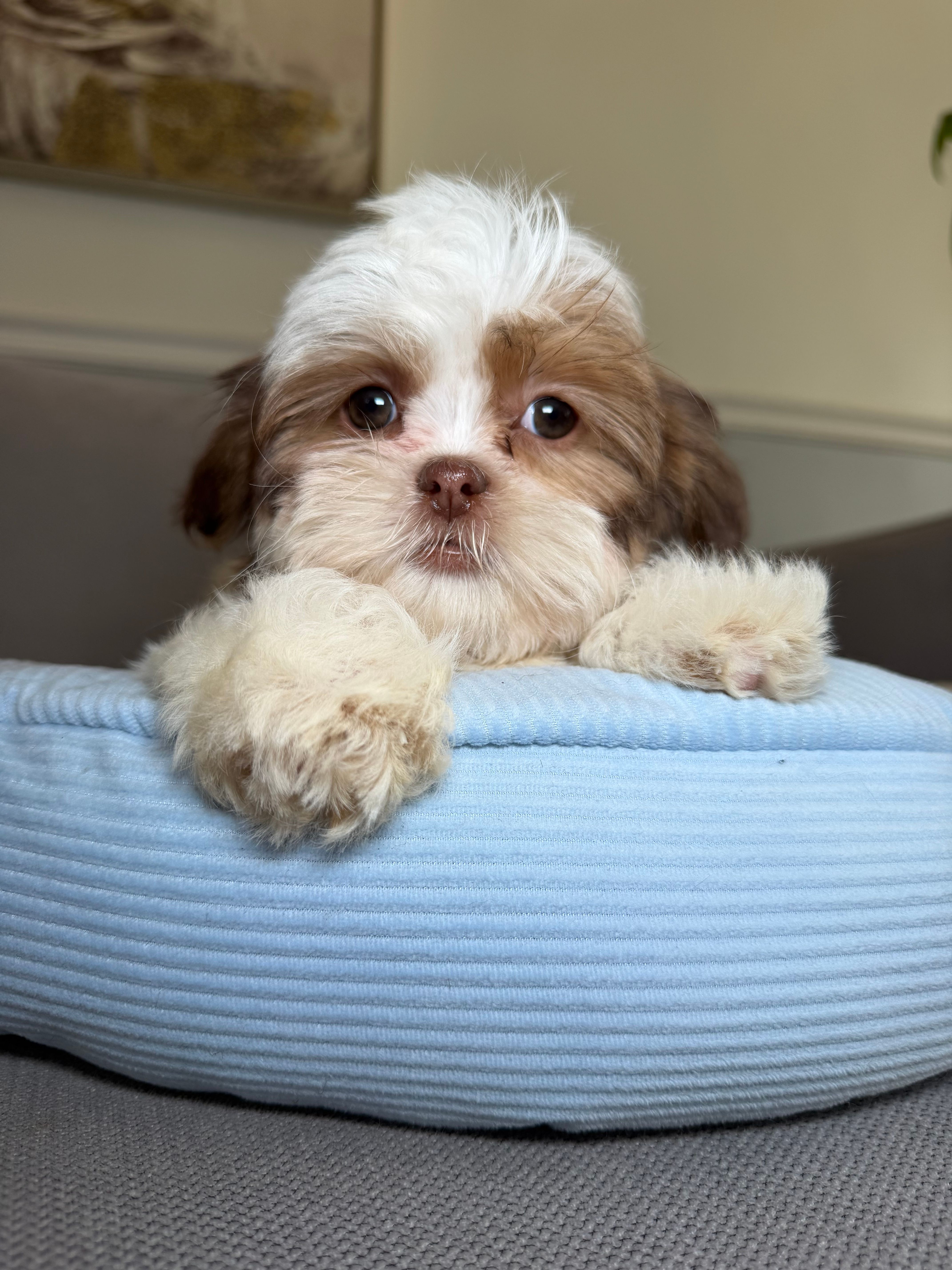 Sprinkle  – Shih Tzu puppy for sale in Chicago, IL