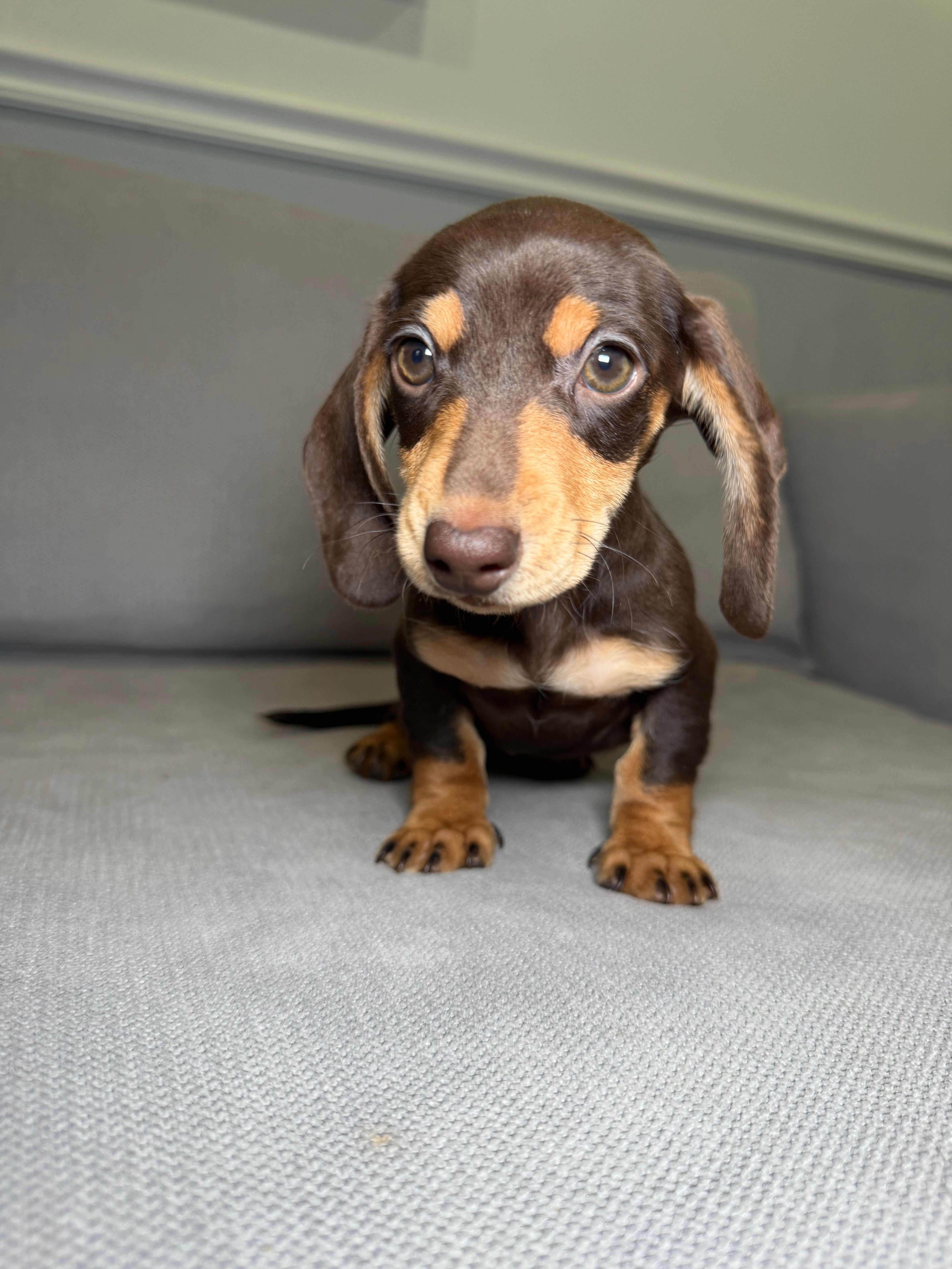 Kimchi – Miniature Dachshund puppy for sale in Chicago, IL