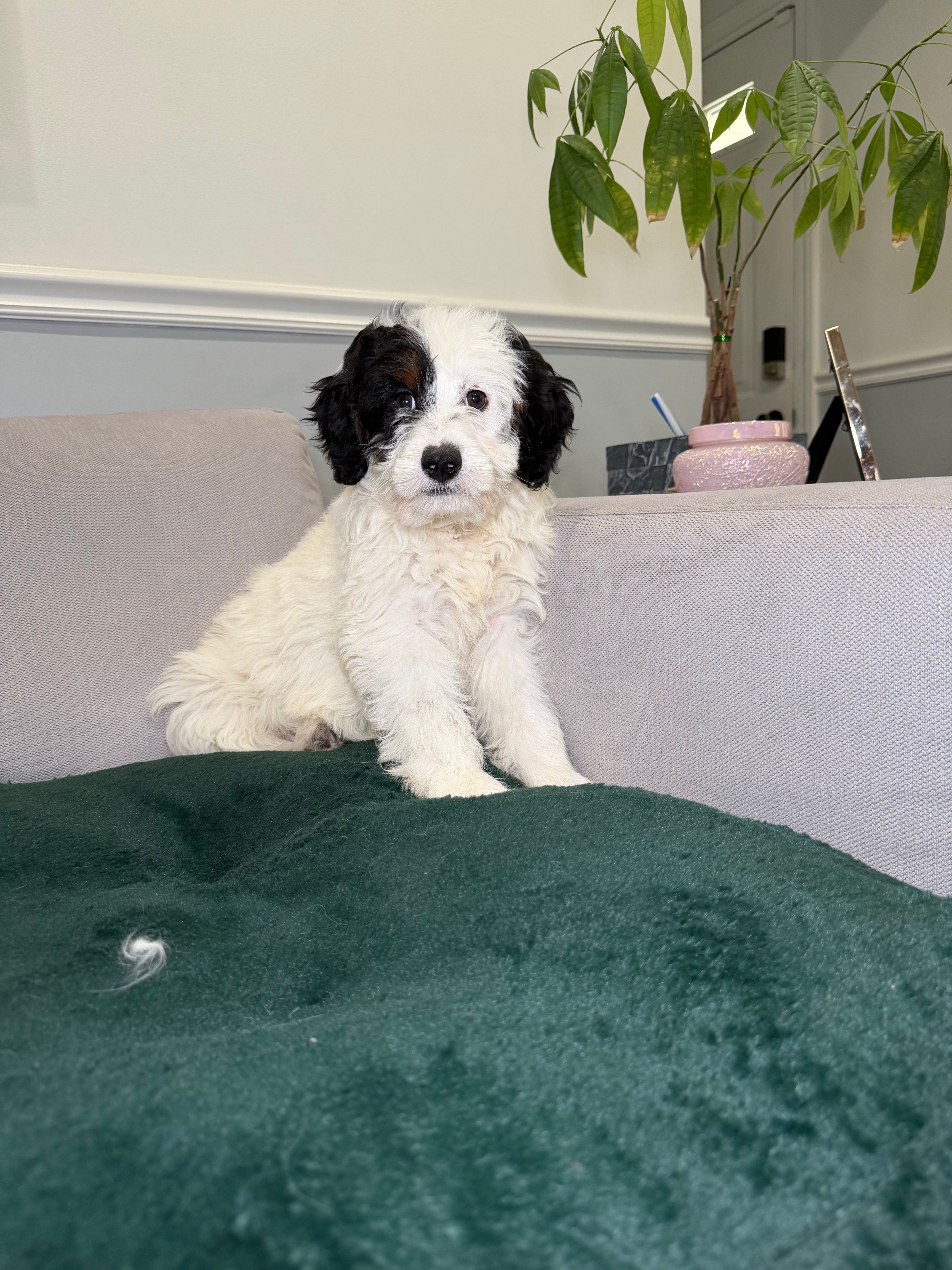 Jr – Miniature Bernedoodle puppy for sale in Chicago, IL