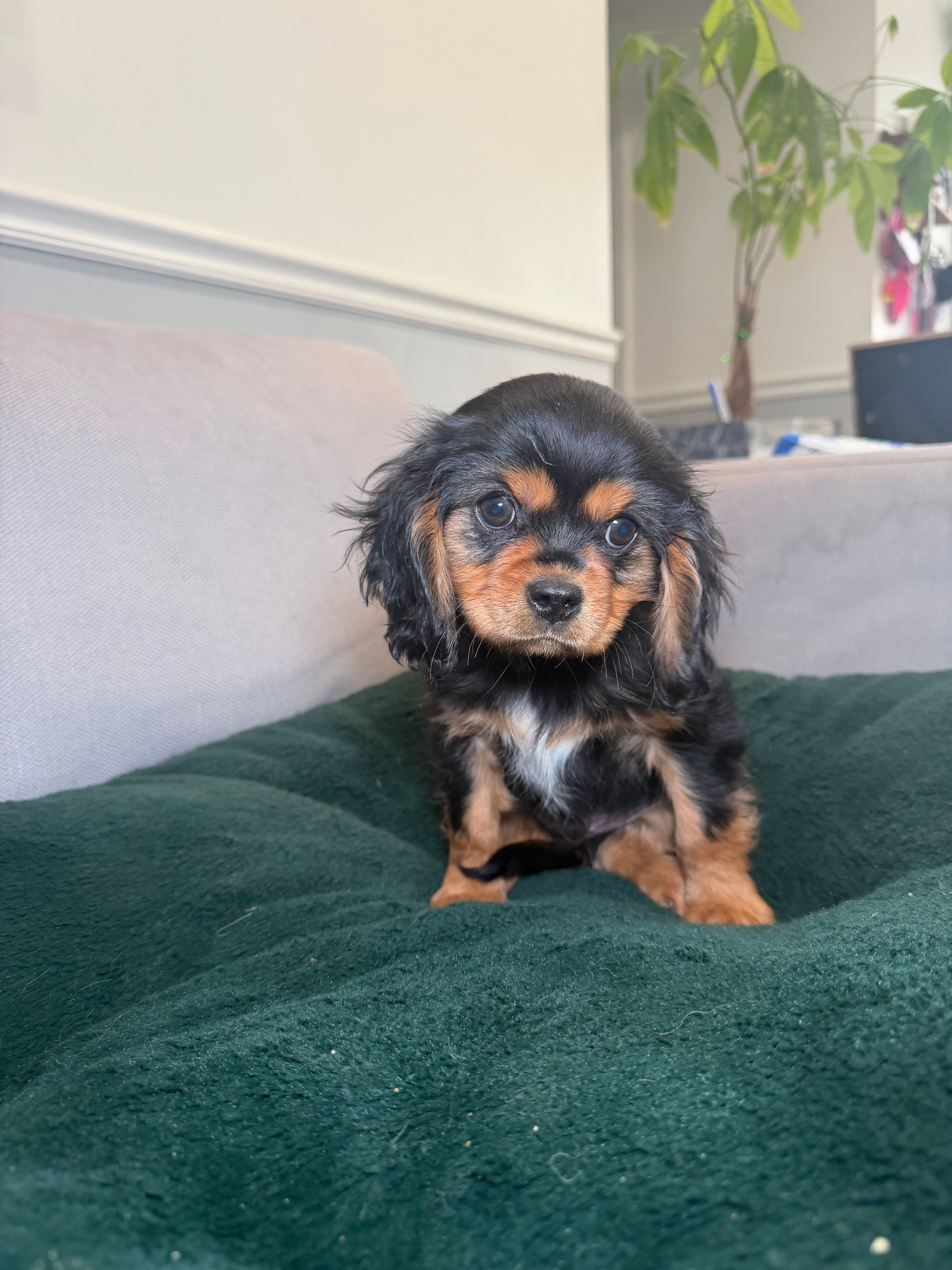 Harrison  – Cavalier King Charles Spaniel puppy for sale in Chicago, IL