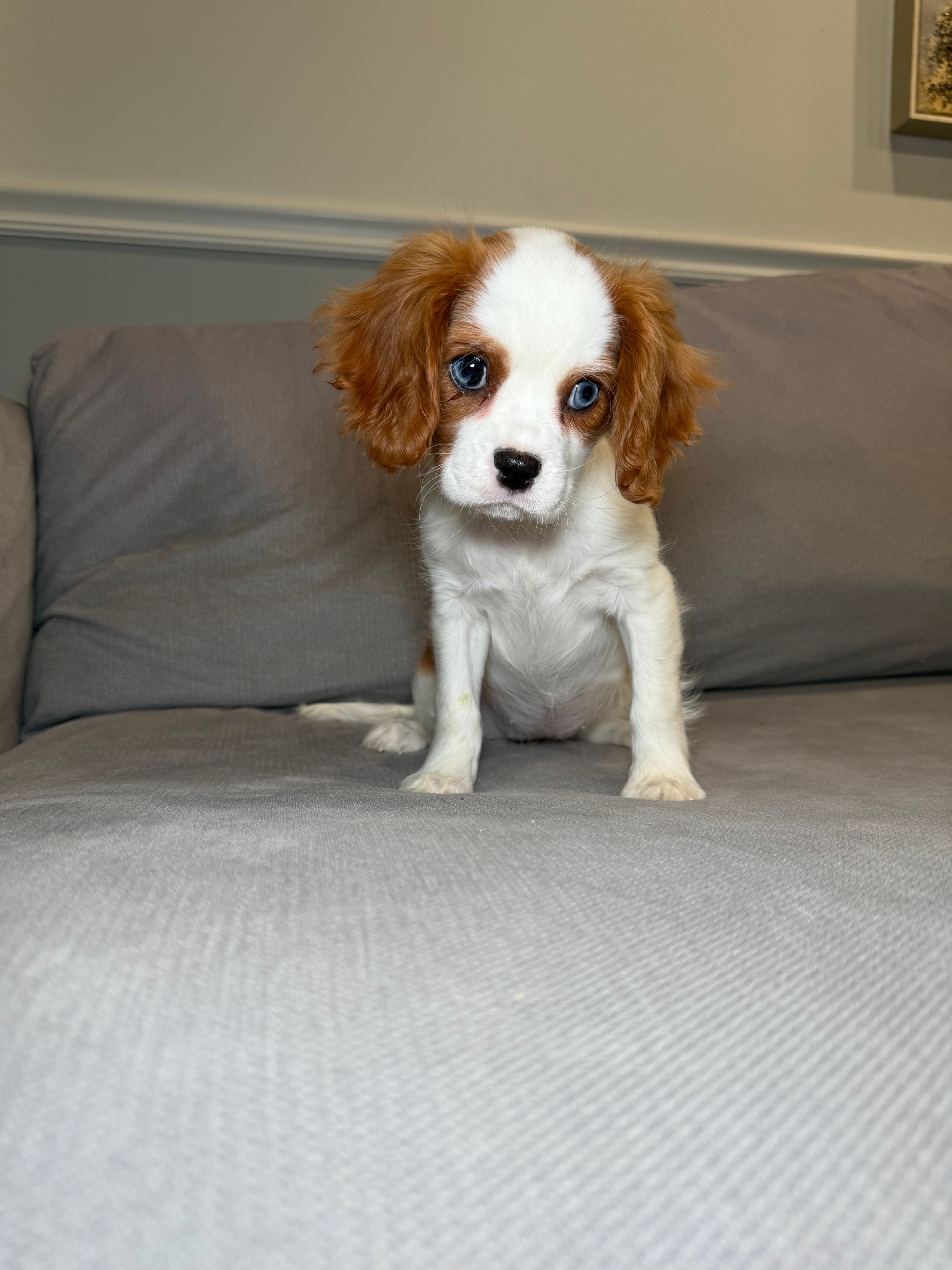 Kim  – Cavalier King Charles Spaniel puppy for sale in Chicago, IL