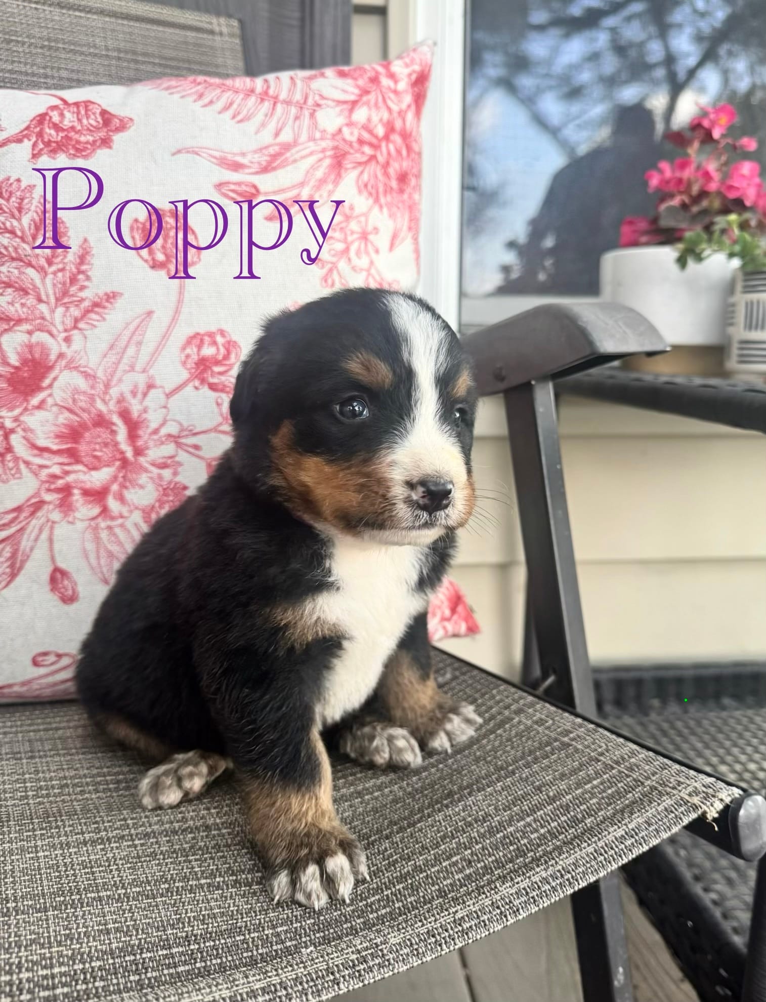 Poppy – Bernese Mountain Dog puppy for sale in Melvern, KS