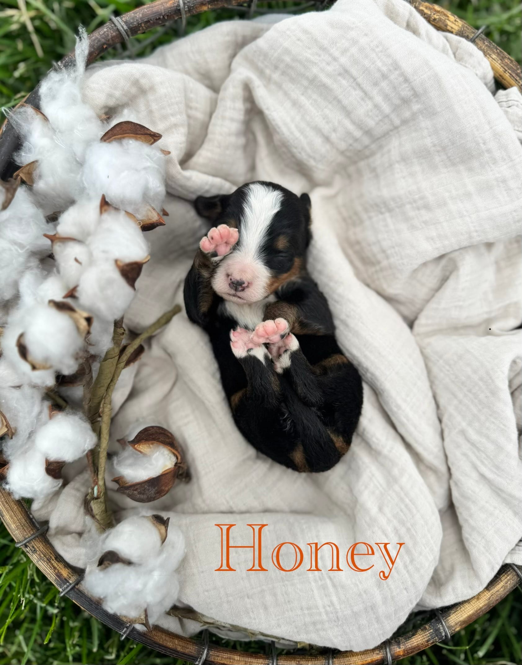 Honey – Bernese Mountain Dog puppy for sale in Melvern, KS