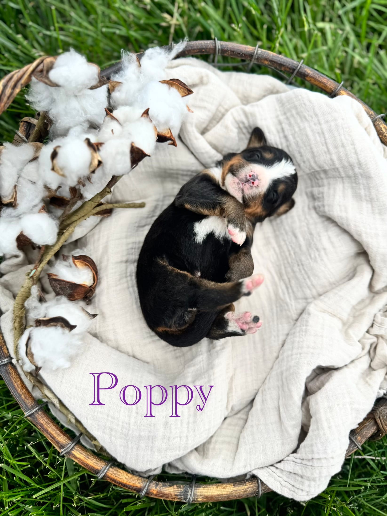 Poppy – Bernese Mountain Dog puppy for sale in Melvern, KS