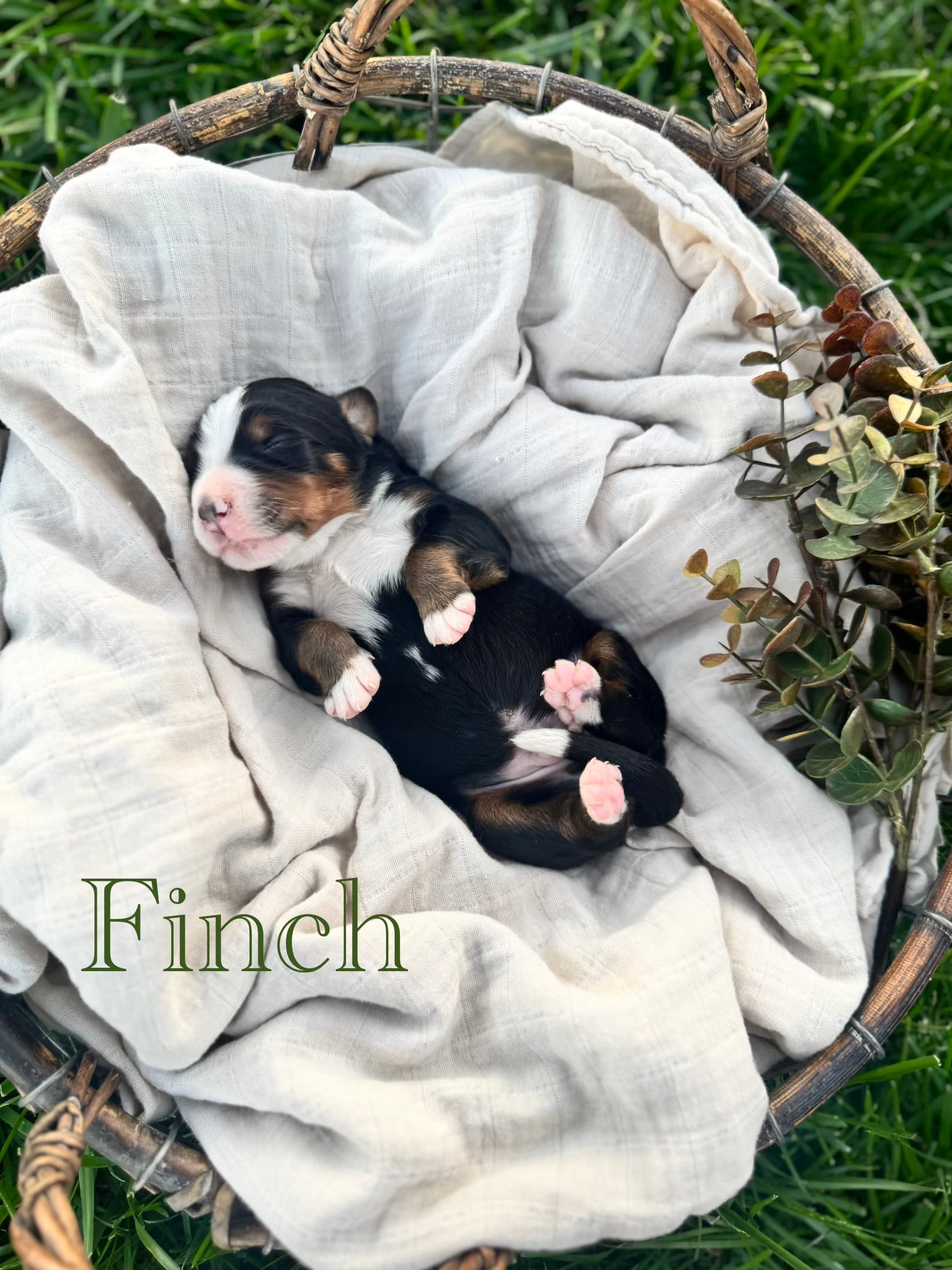 Finch – Bernese Mountain Dog puppy for sale in Melvern, KS
