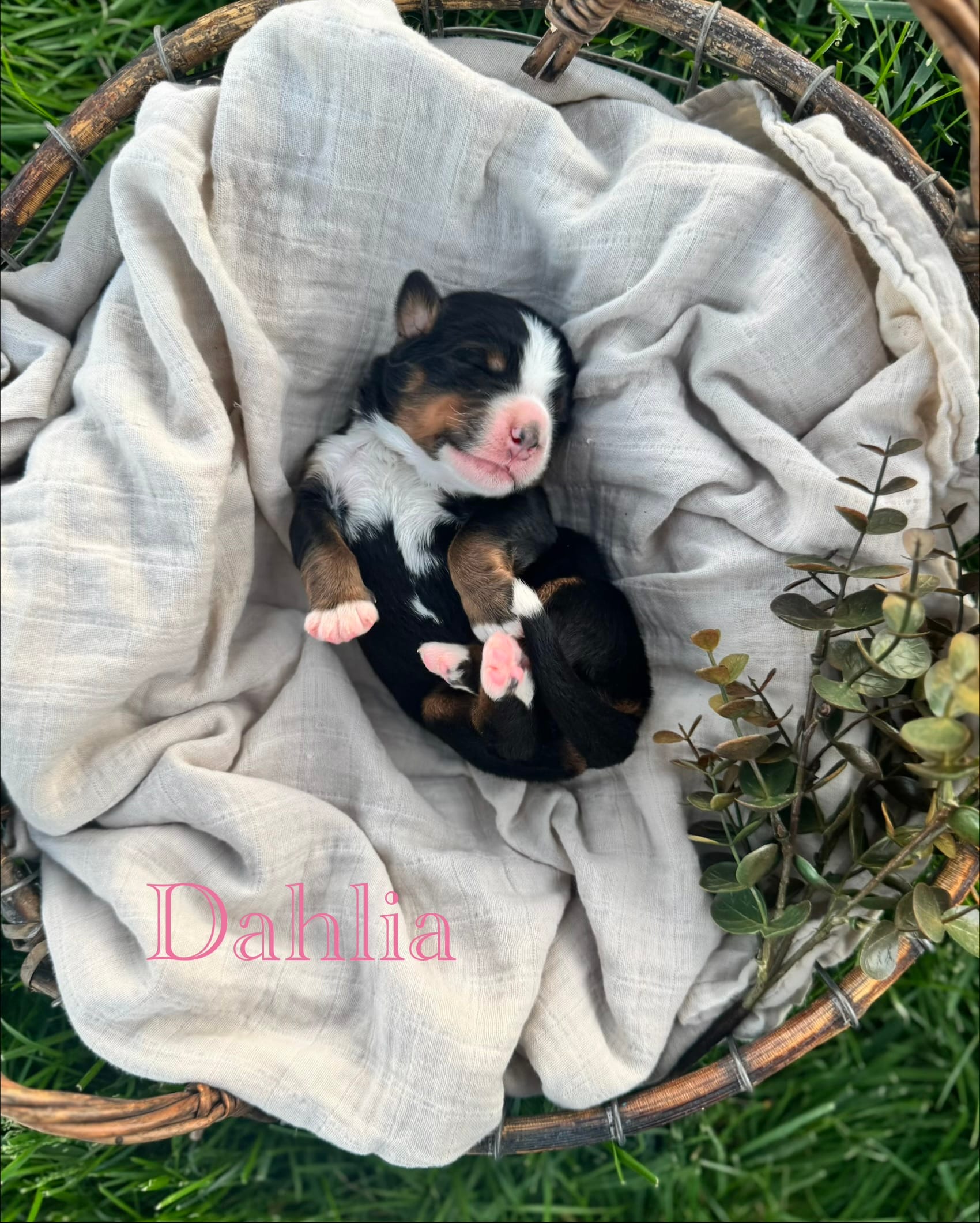 Dahlia – Bernese Mountain Dog puppy for sale in Melvern, KS