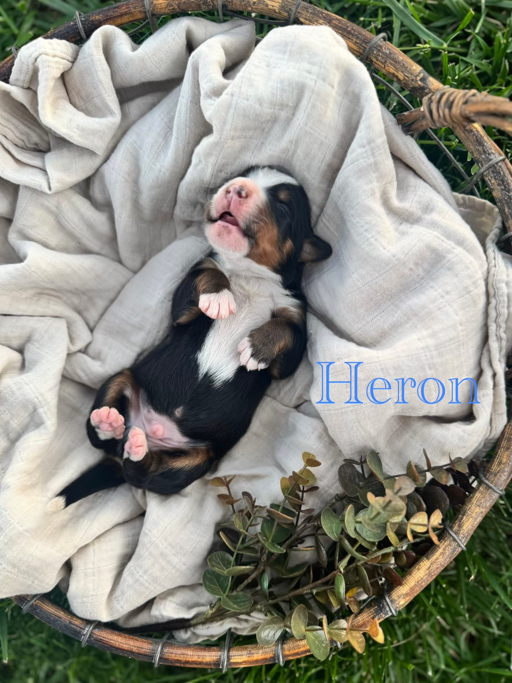 Heron – Bernese Mountain Dog puppy for sale in Melvern, KS