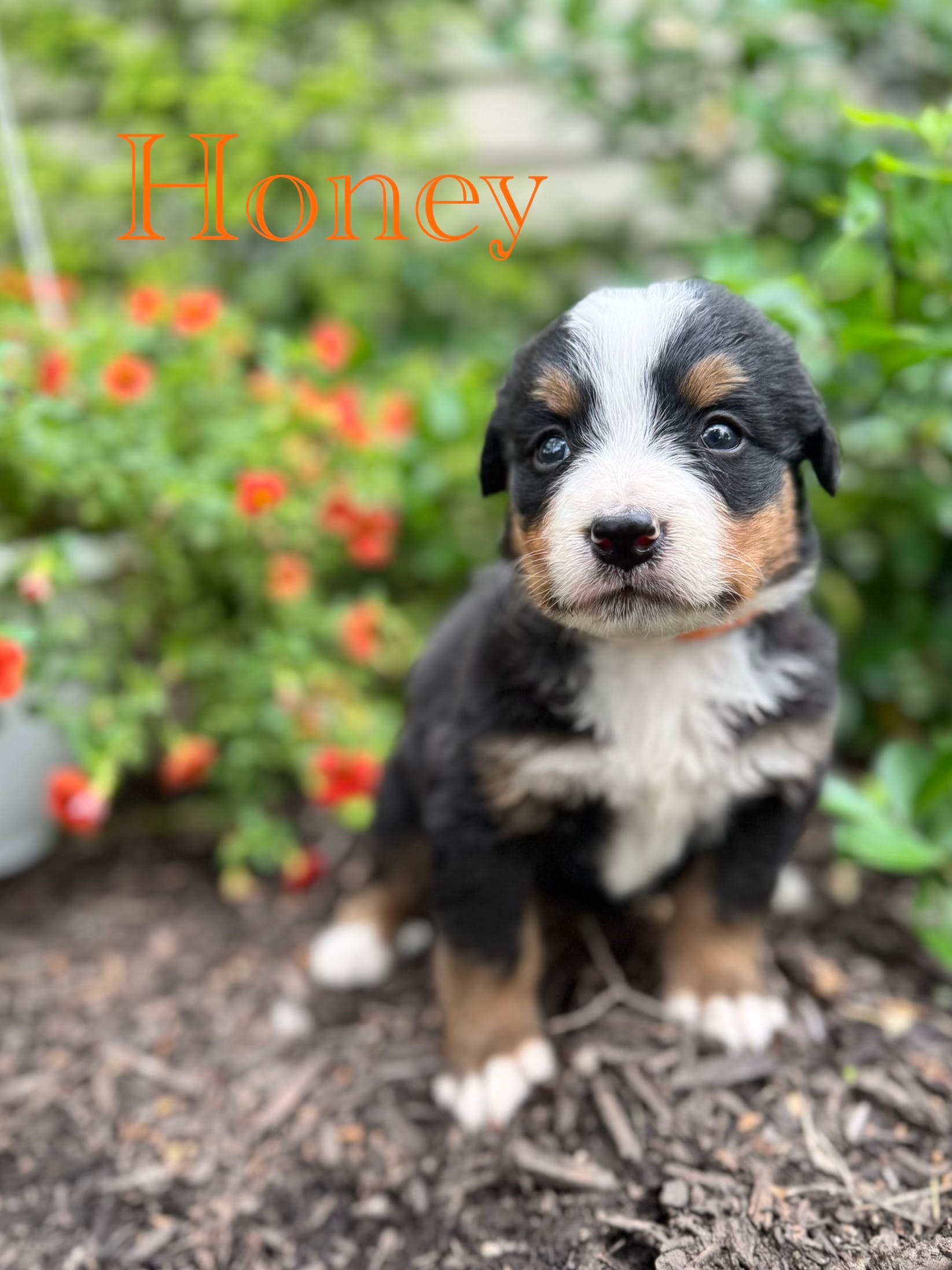 Honey – Bernese Mountain Dog puppy for sale in Melvern, KS