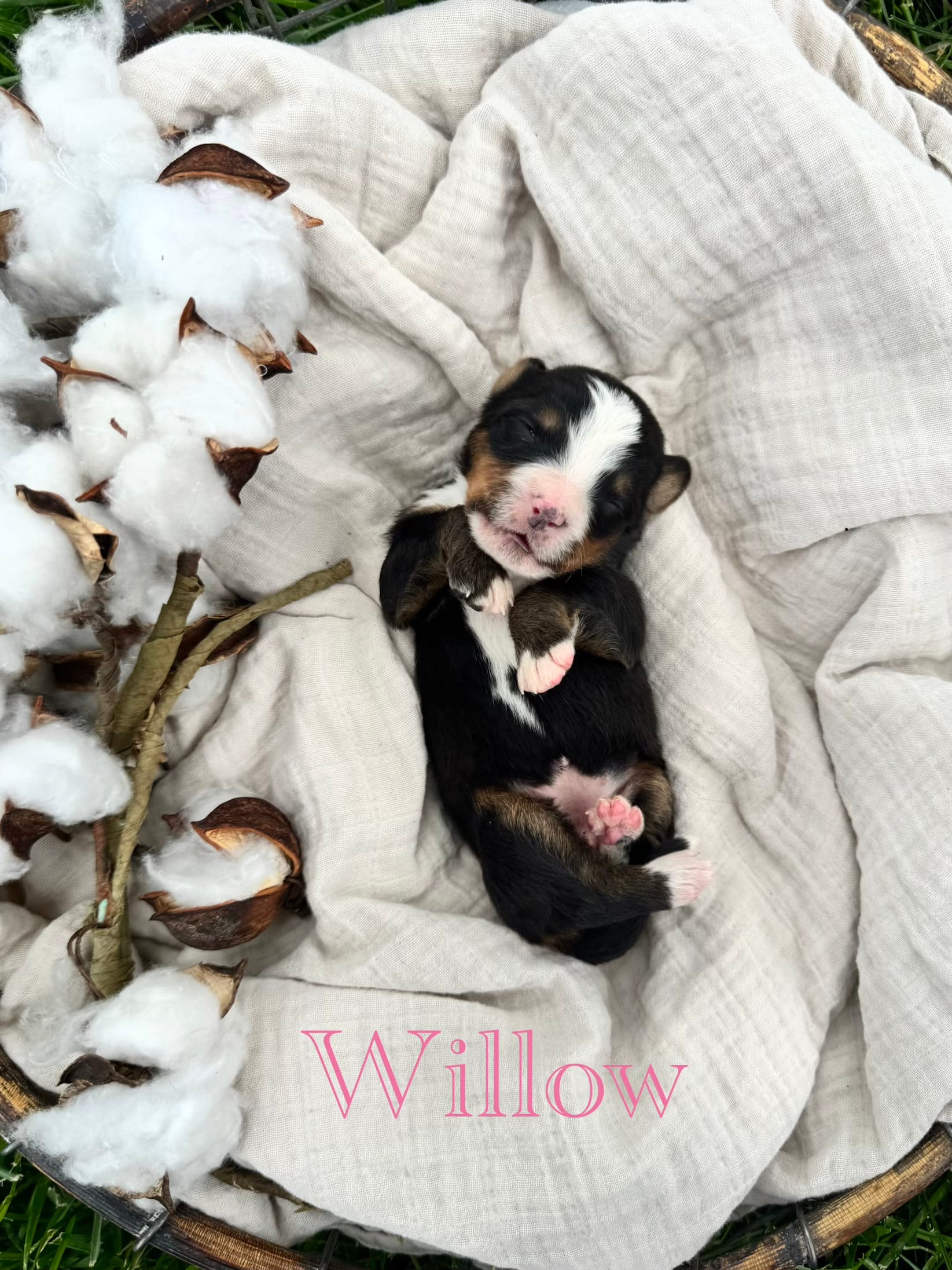 Willow – Bernese Mountain Dog puppy for sale in Melvern, KS