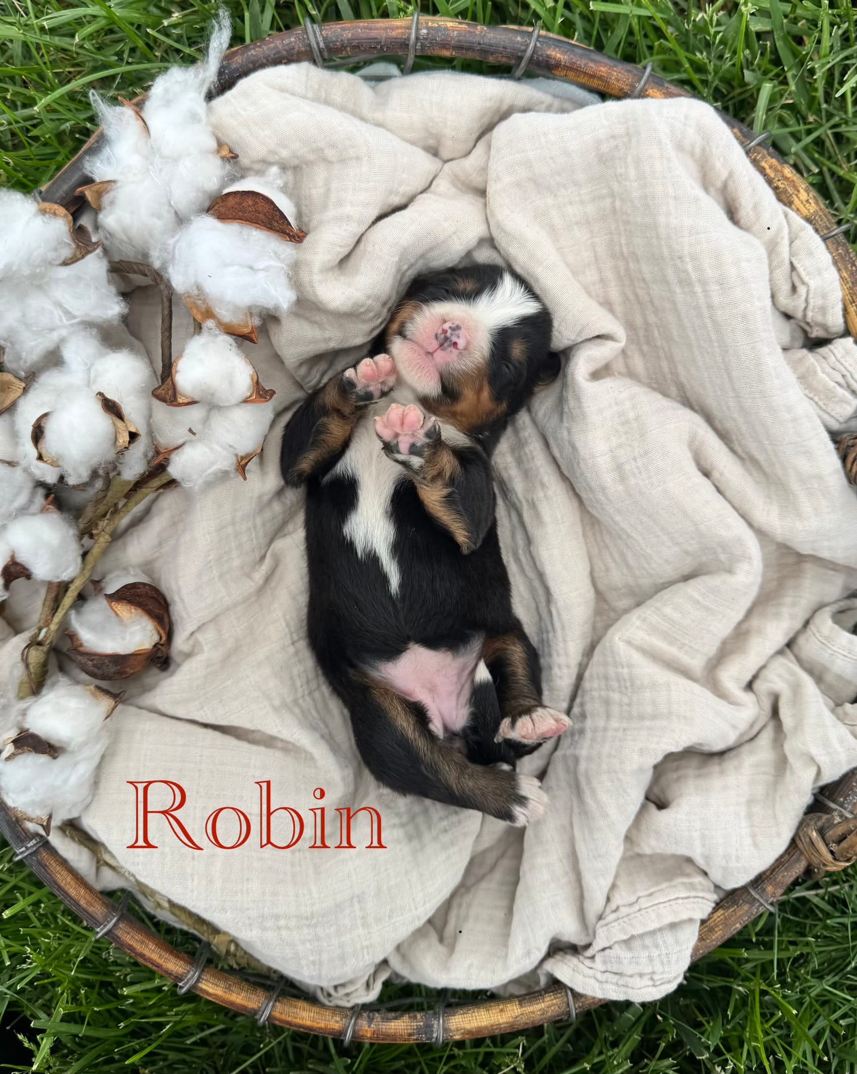 Robin – Bernese Mountain Dog puppy for sale in Melvern, KS