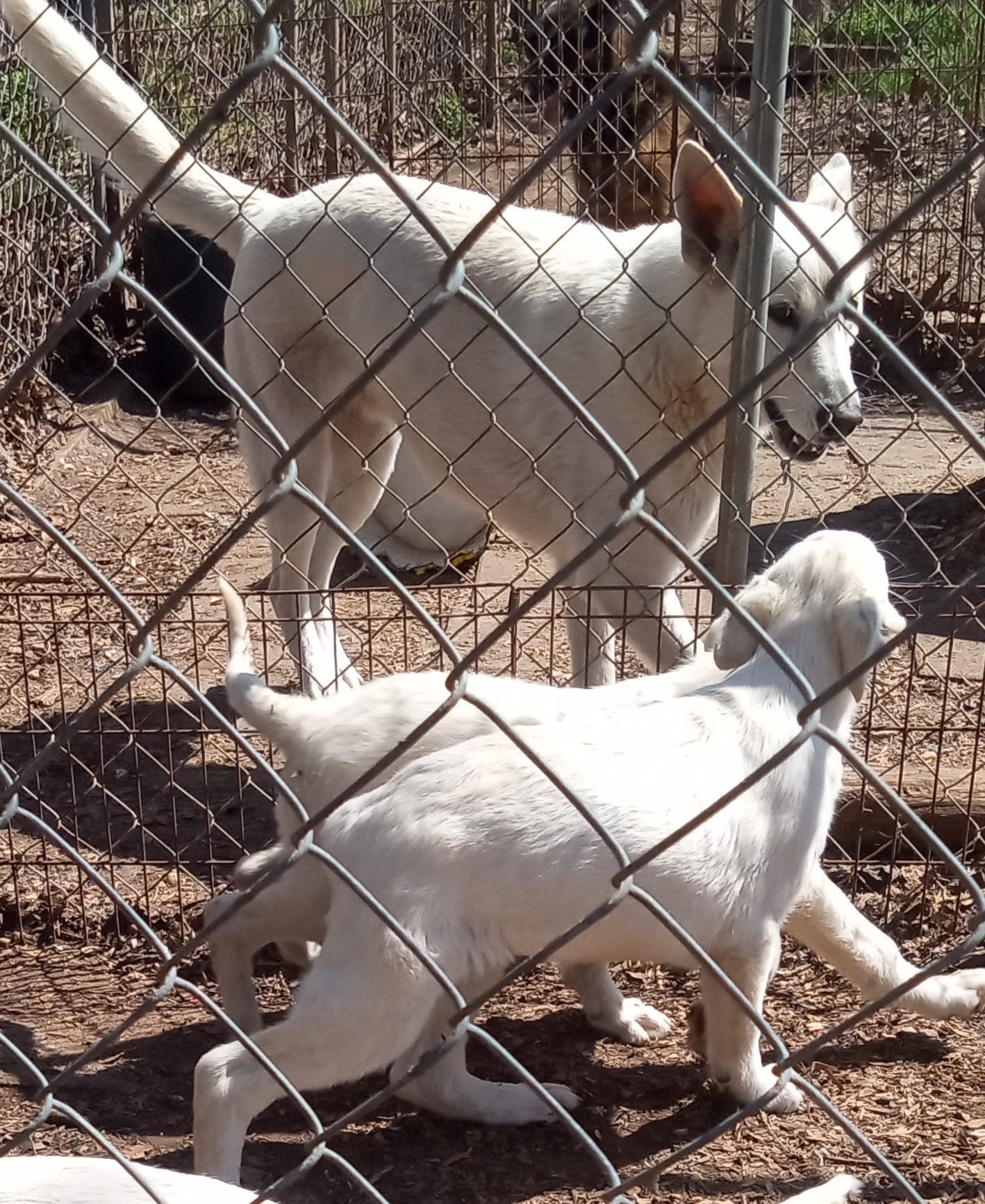 Bullitt – German Shepherd Dog puppy for sale in Ashland, AL