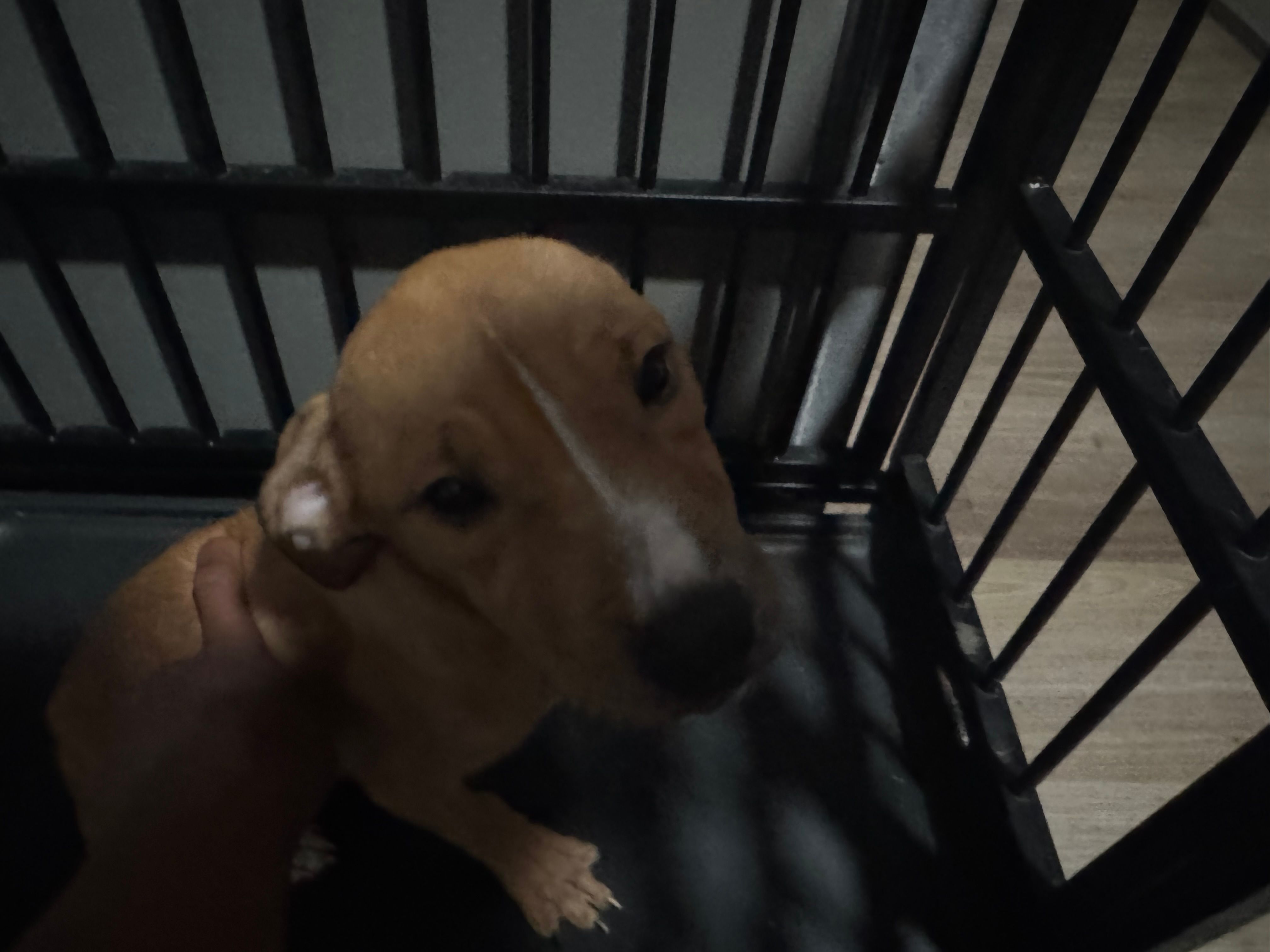 Pretty and Baby  – American Pit Bull Terrier puppy for sale in Henderson, NV