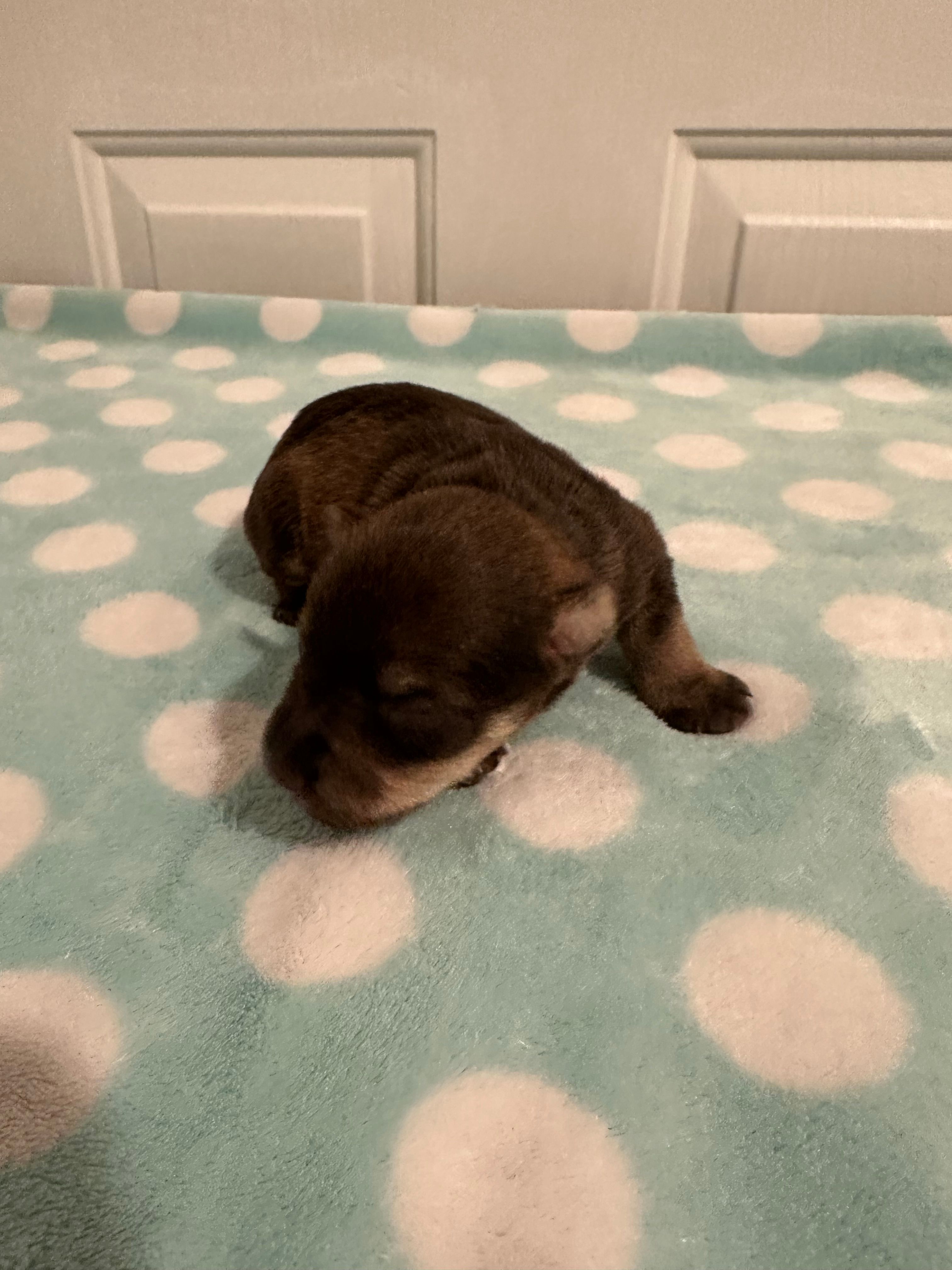 Abigail – Miniature Schnauzer puppy for sale in Comer, GA