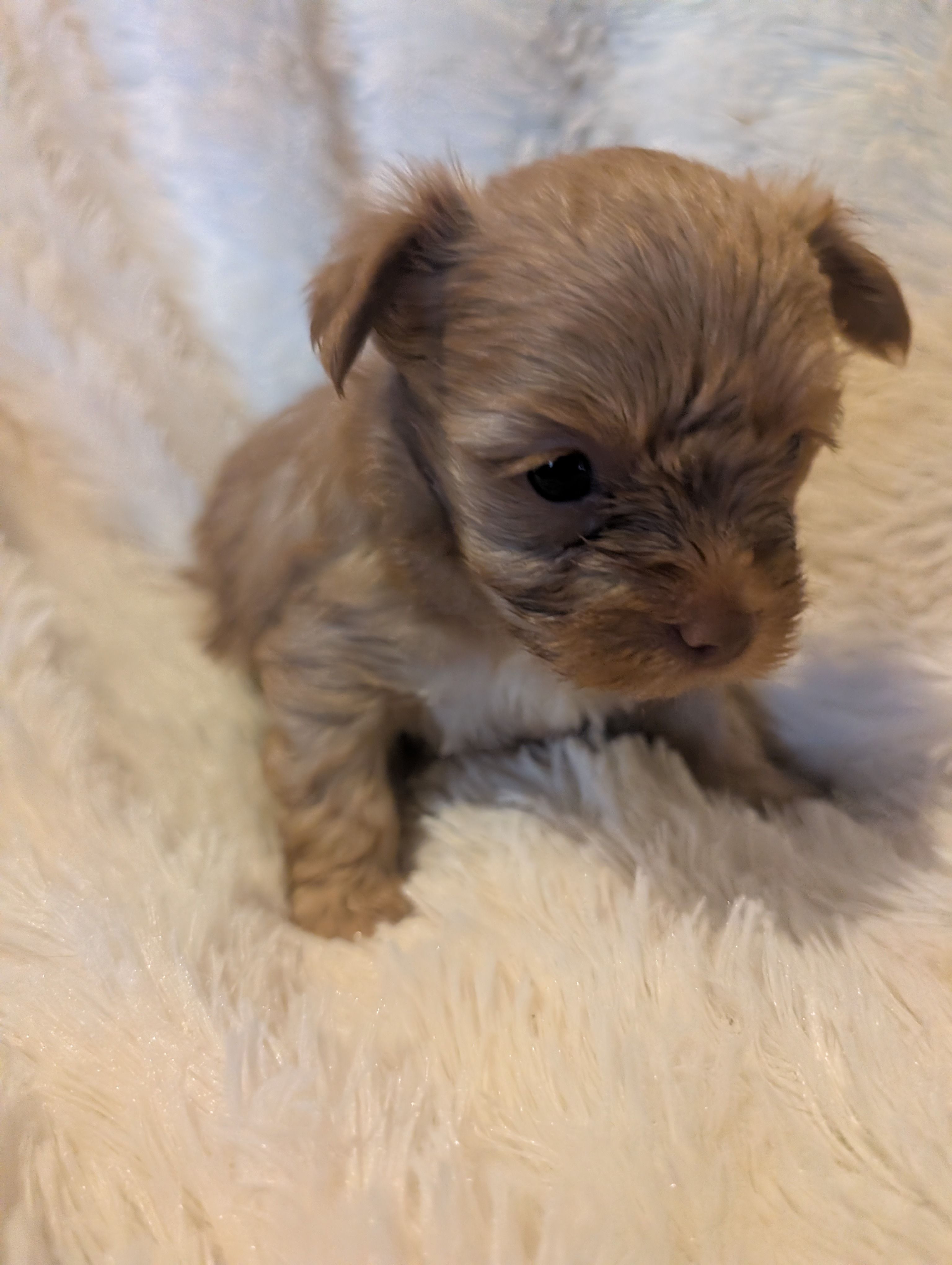 Lucky – Yorkshire Terrier puppy for sale in Harrison, AR