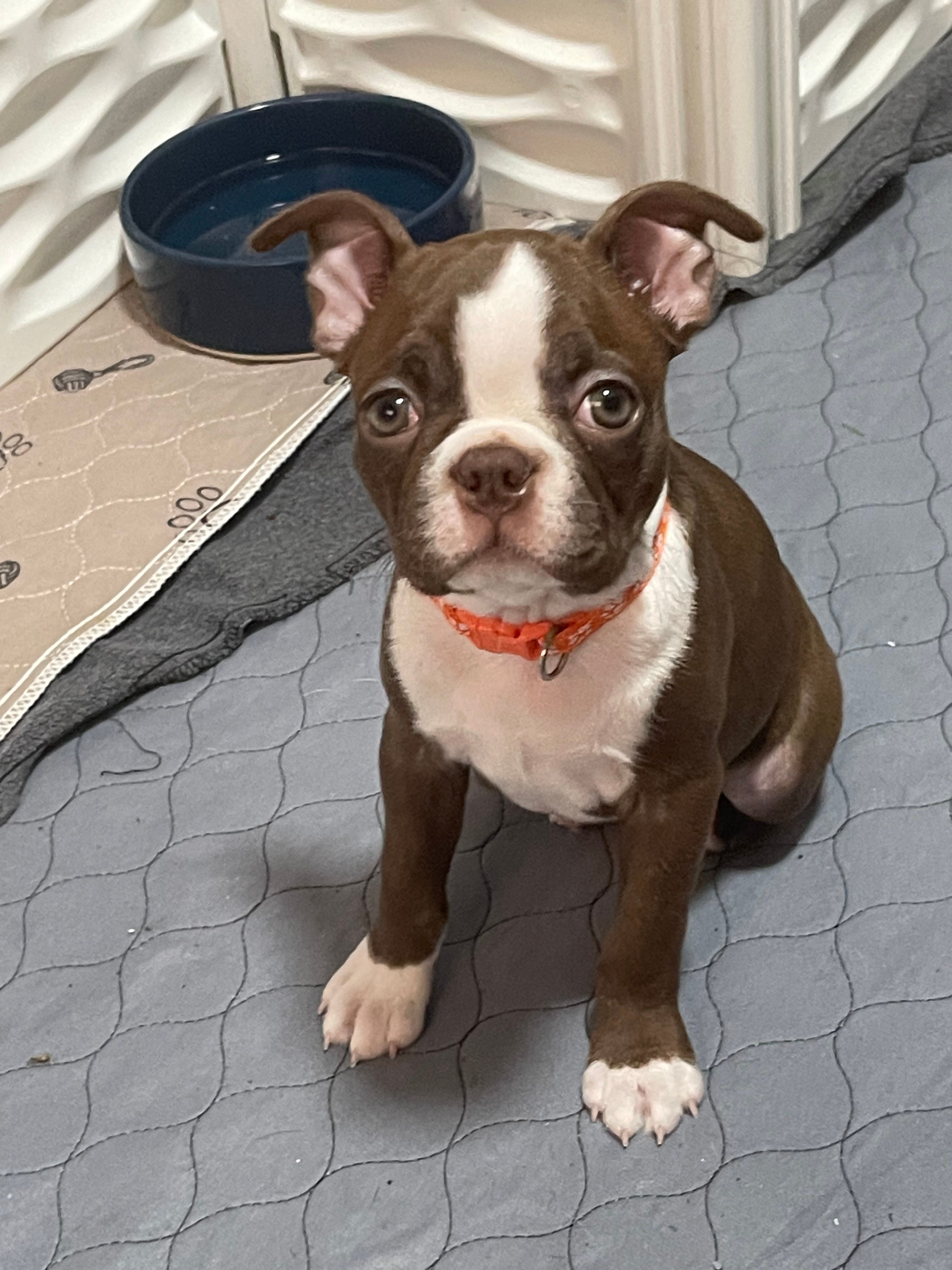 Orange collar  – Boston Terrier puppy for sale in Sebring, FL