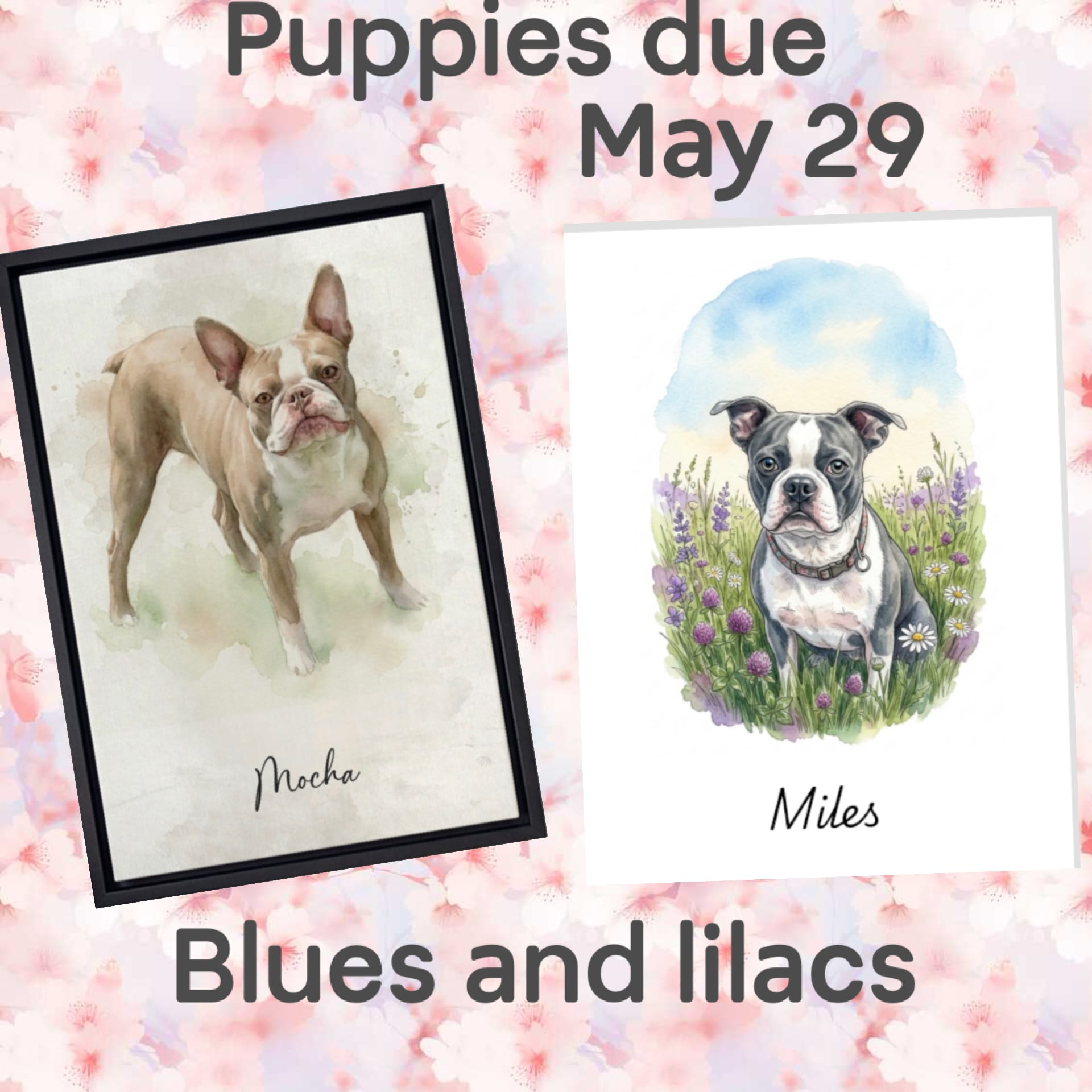 Puppies coming  – Boston Terrier puppy for sale in Sebring, FL