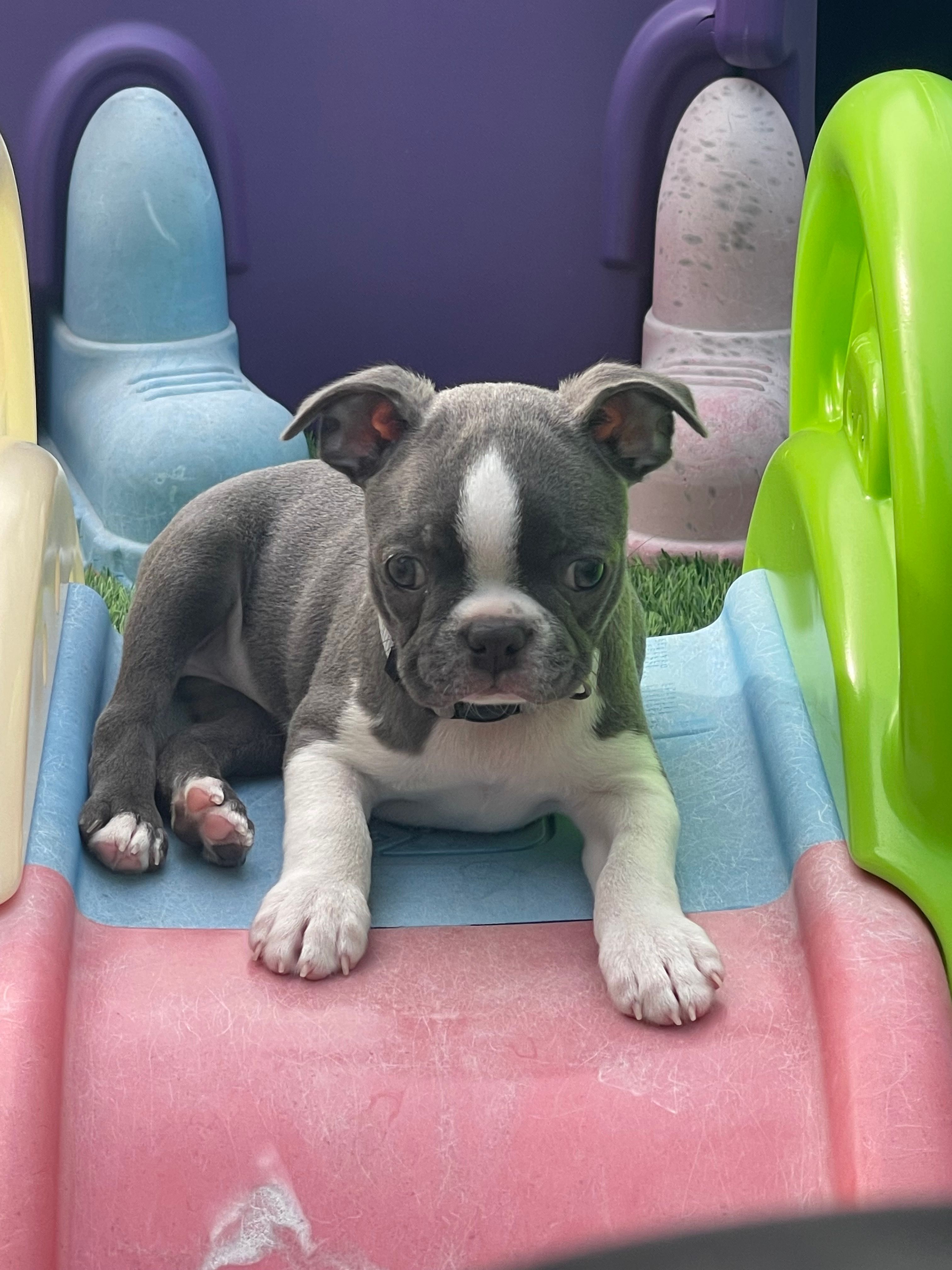 Silver collar  – Boston Terrier puppy for sale in Sebring, FL