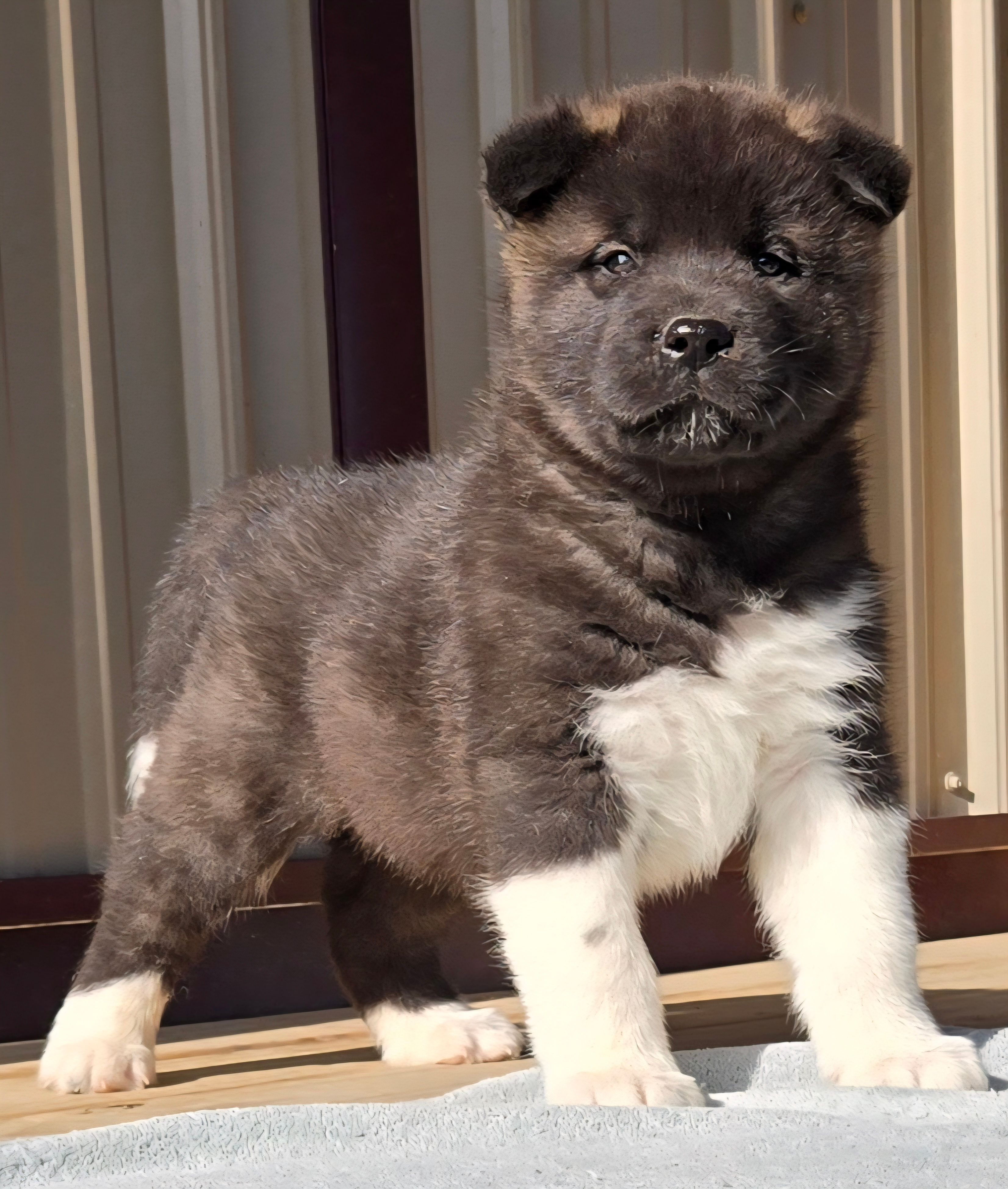 Wick – Akita puppy for sale in Searsboro, IA
