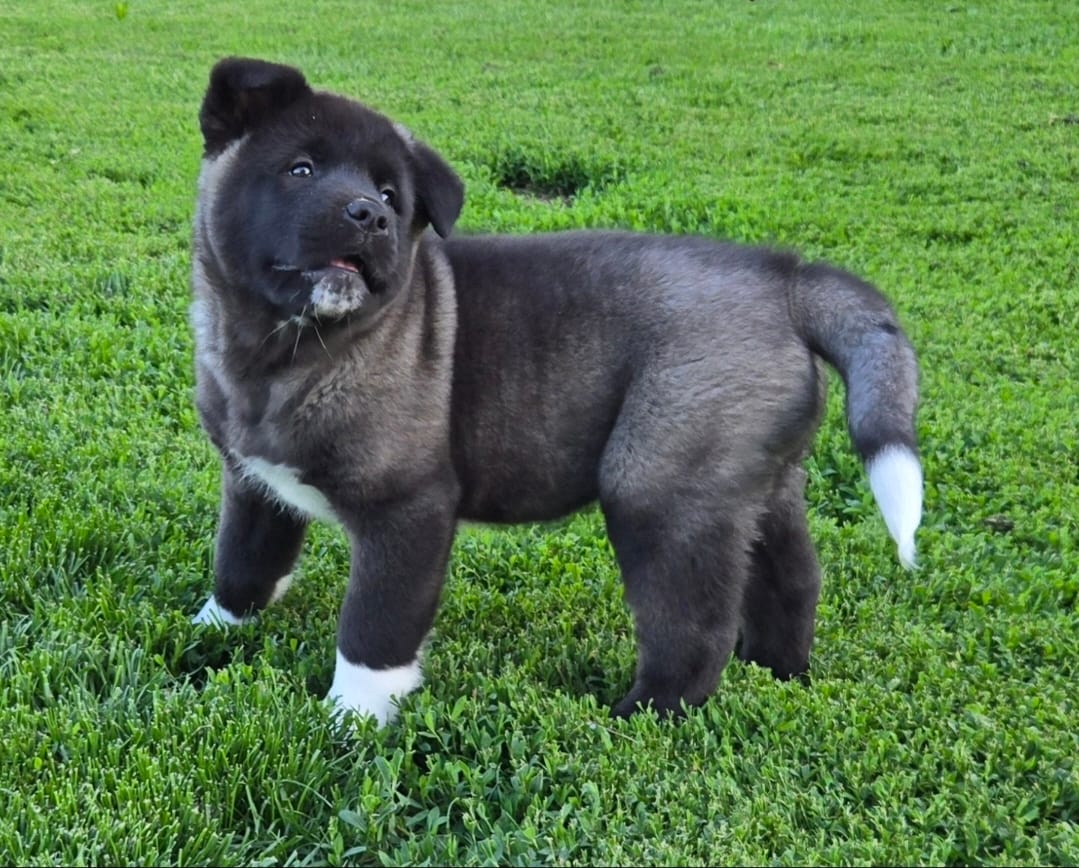 Kobus – Akita puppy for sale in Searsboro, IA