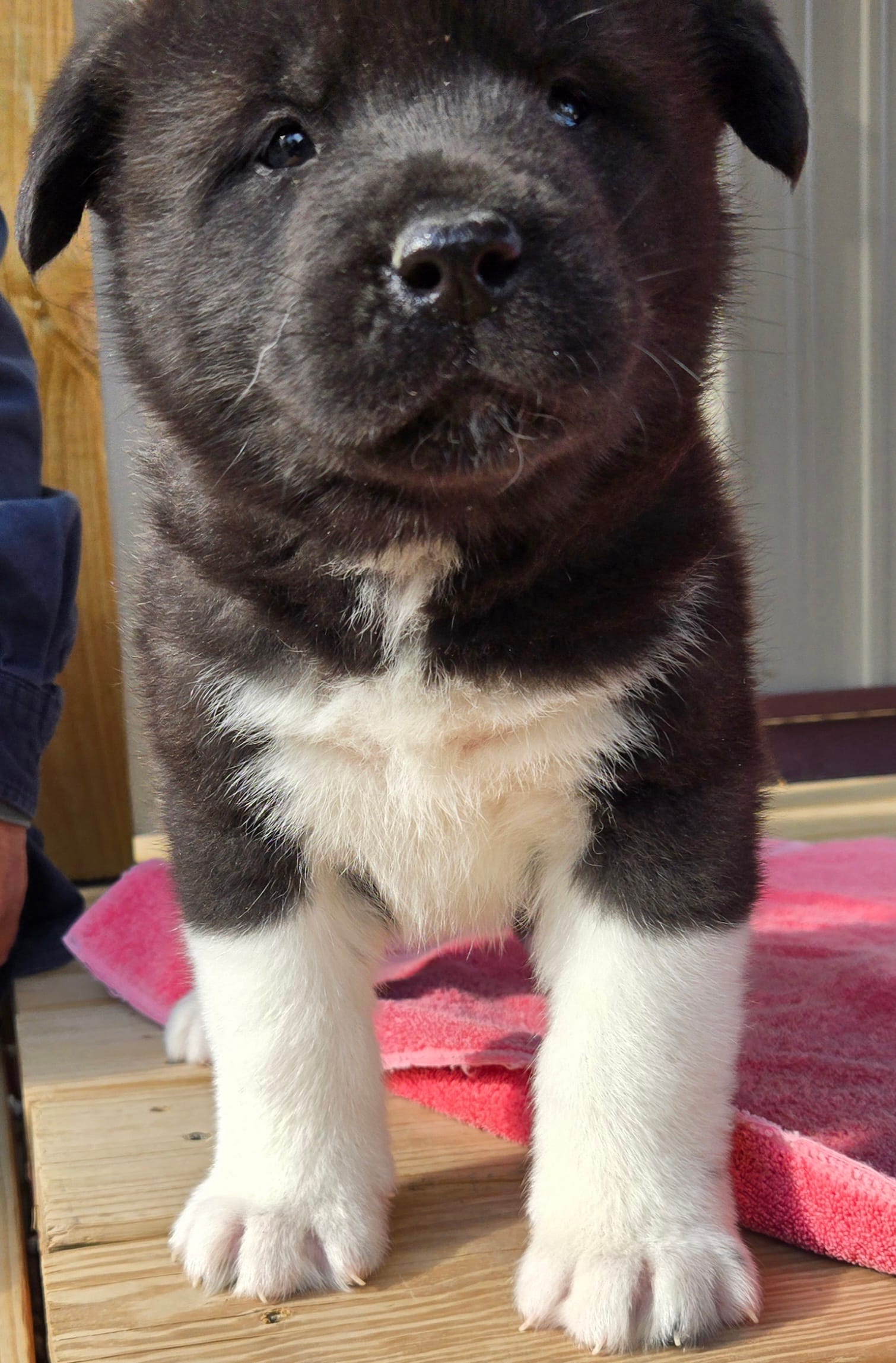 Raiden – Akita puppy for sale in Searsboro, IA