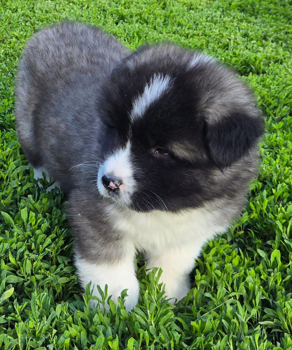 Magnus  – Akita puppy for sale in Searsboro, IA