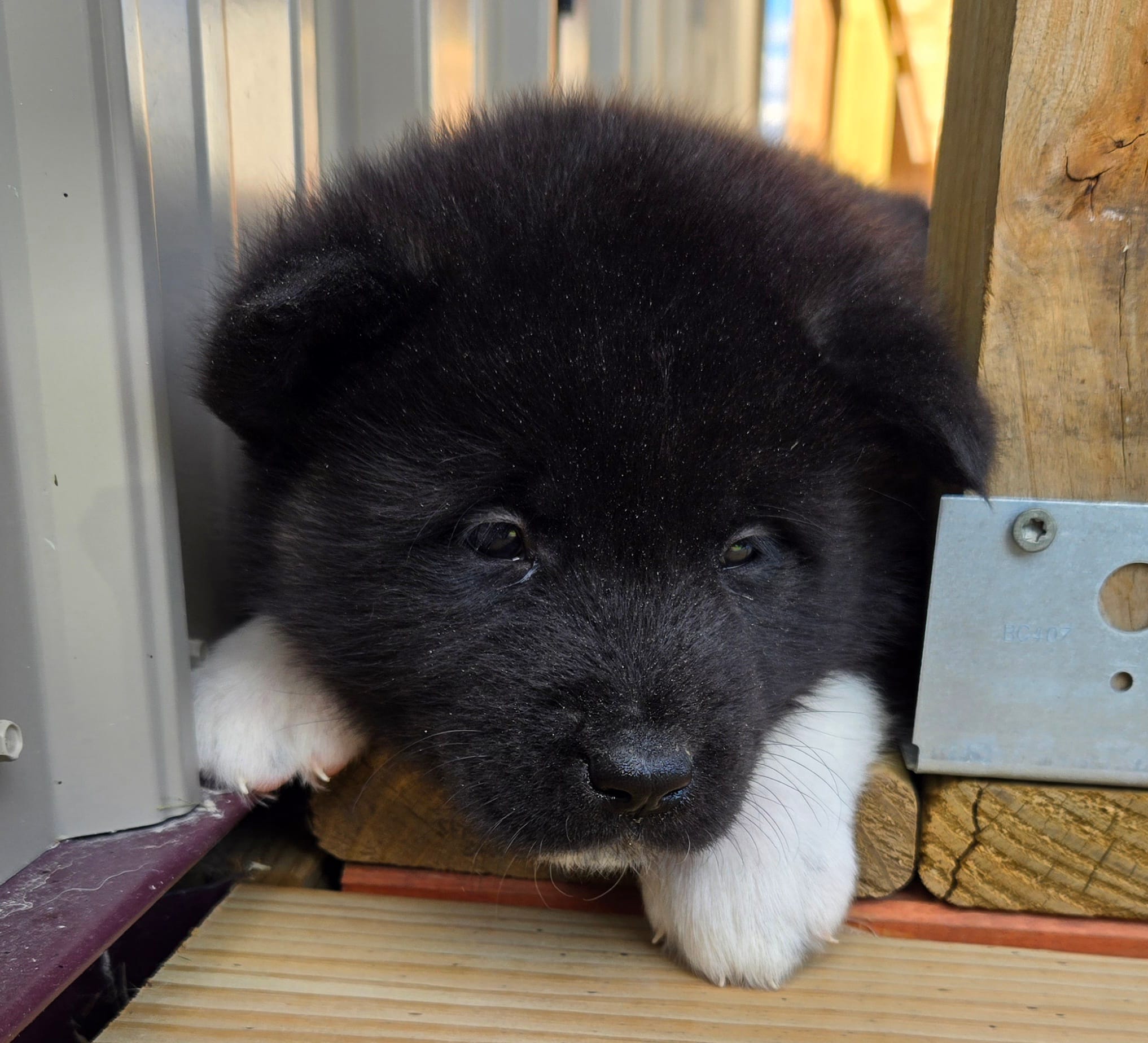 Kobus – Akita puppy for sale in Searsboro, IA
