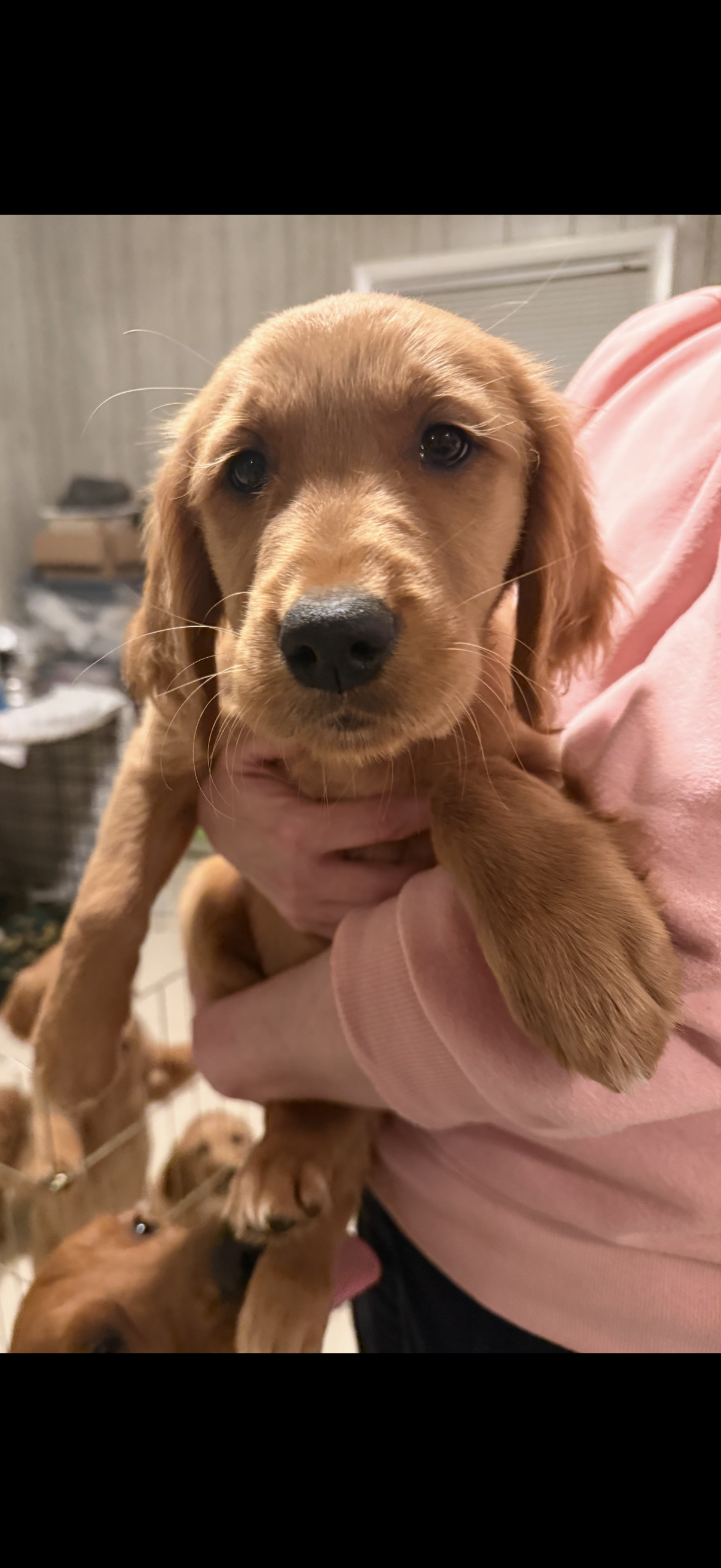 Nickname -Vi (Violet) 