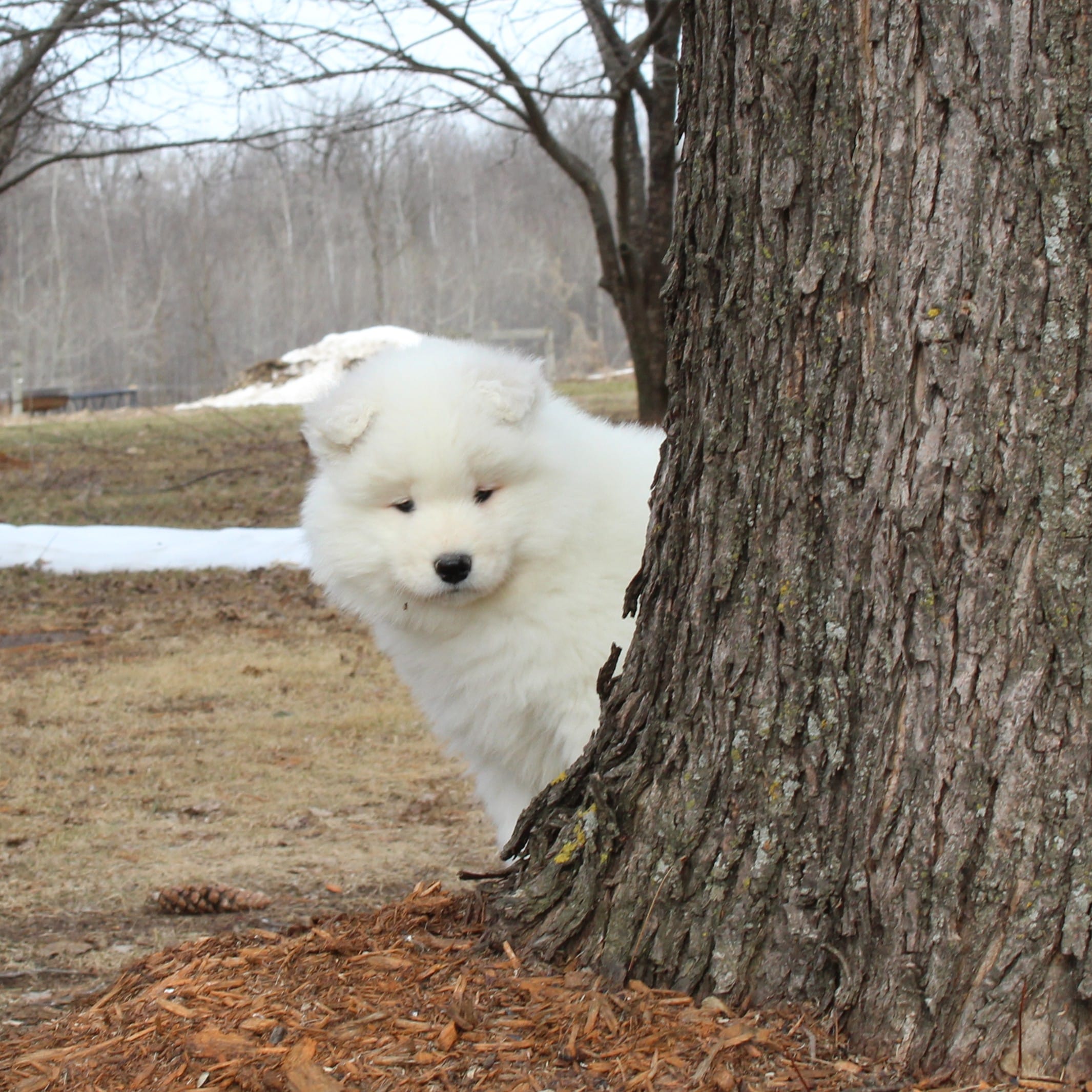 Princess  – Samoyed puppy for sale in Loyal, WI