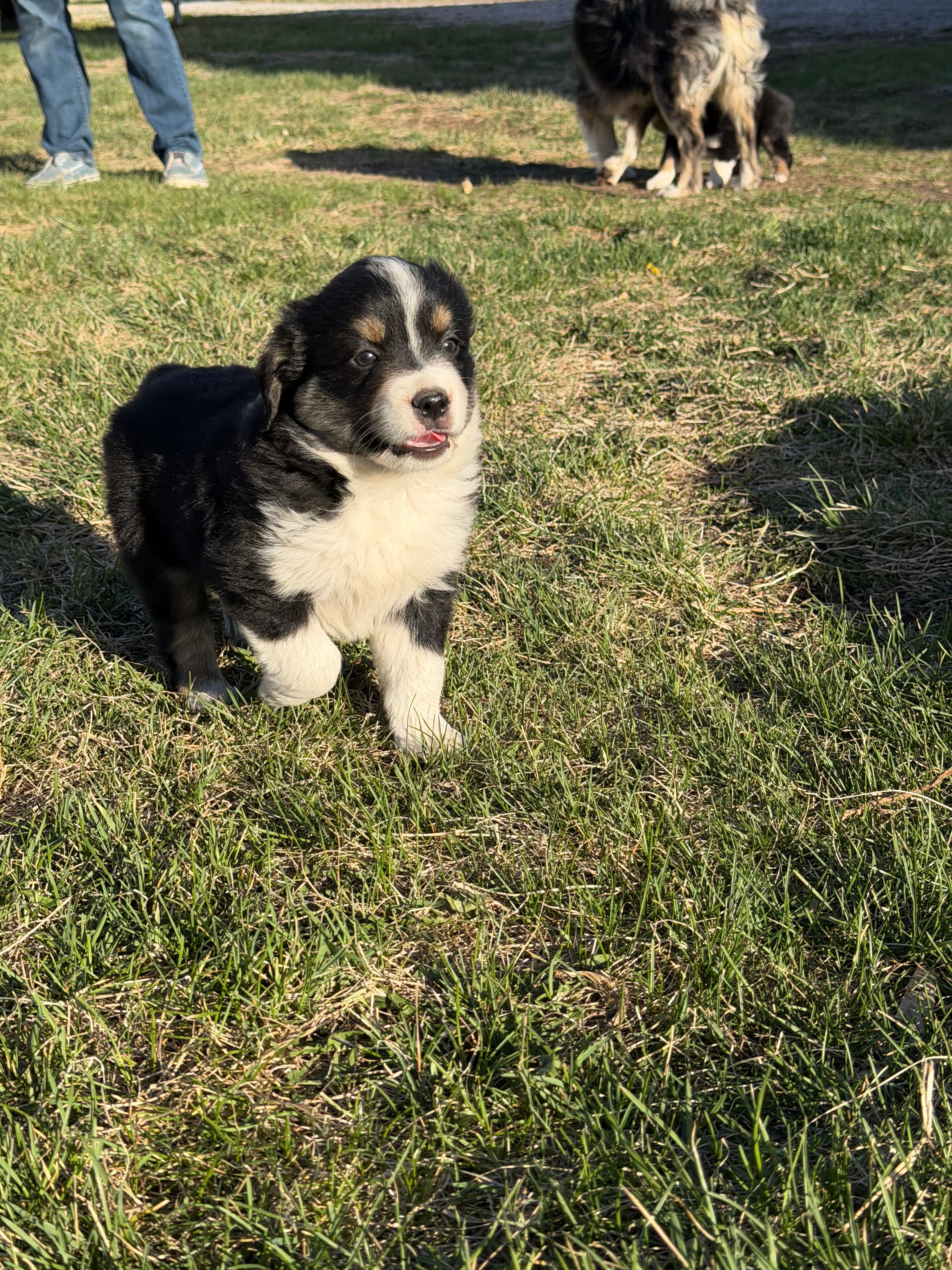 Shadow – Miniature Australian Shepherd puppy for sale in Milford, NE