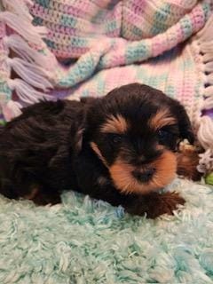 Barney – Yorkipoo puppy for sale in Bakersfield, CA