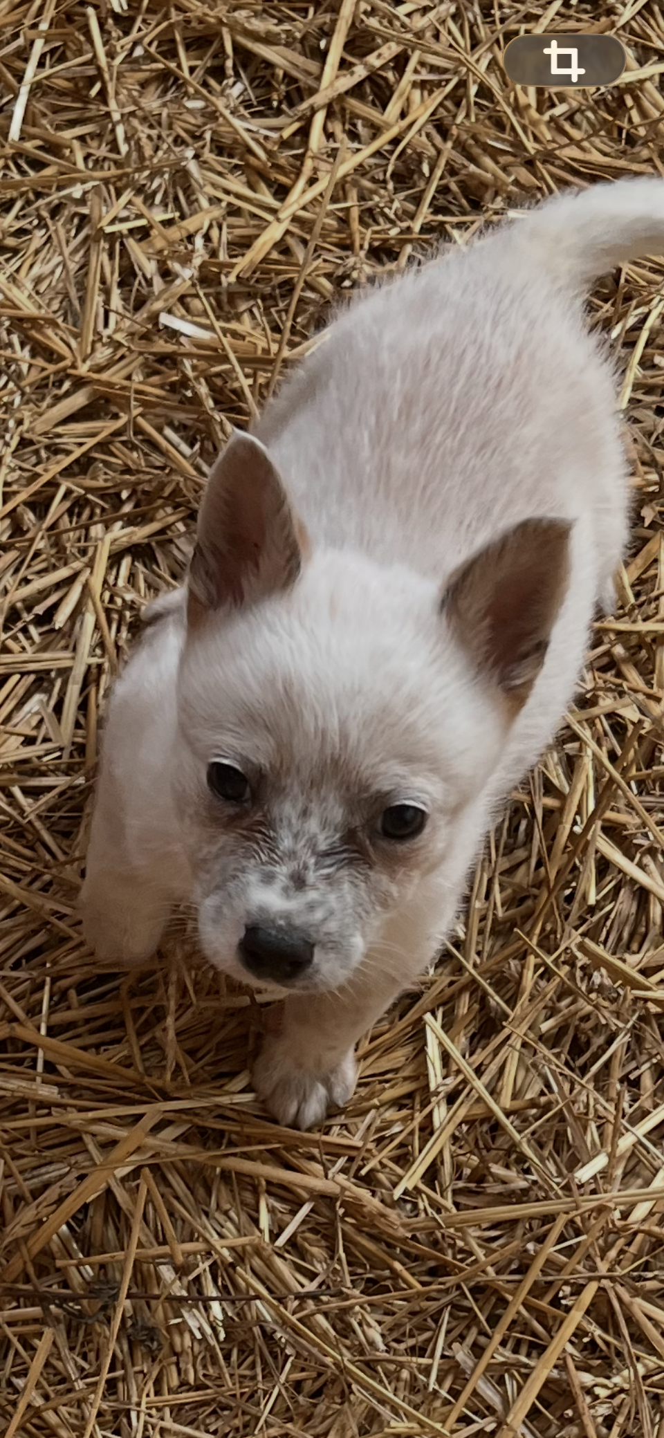 Male b – Australian Cattle Dog puppy for sale in Coal City, IN