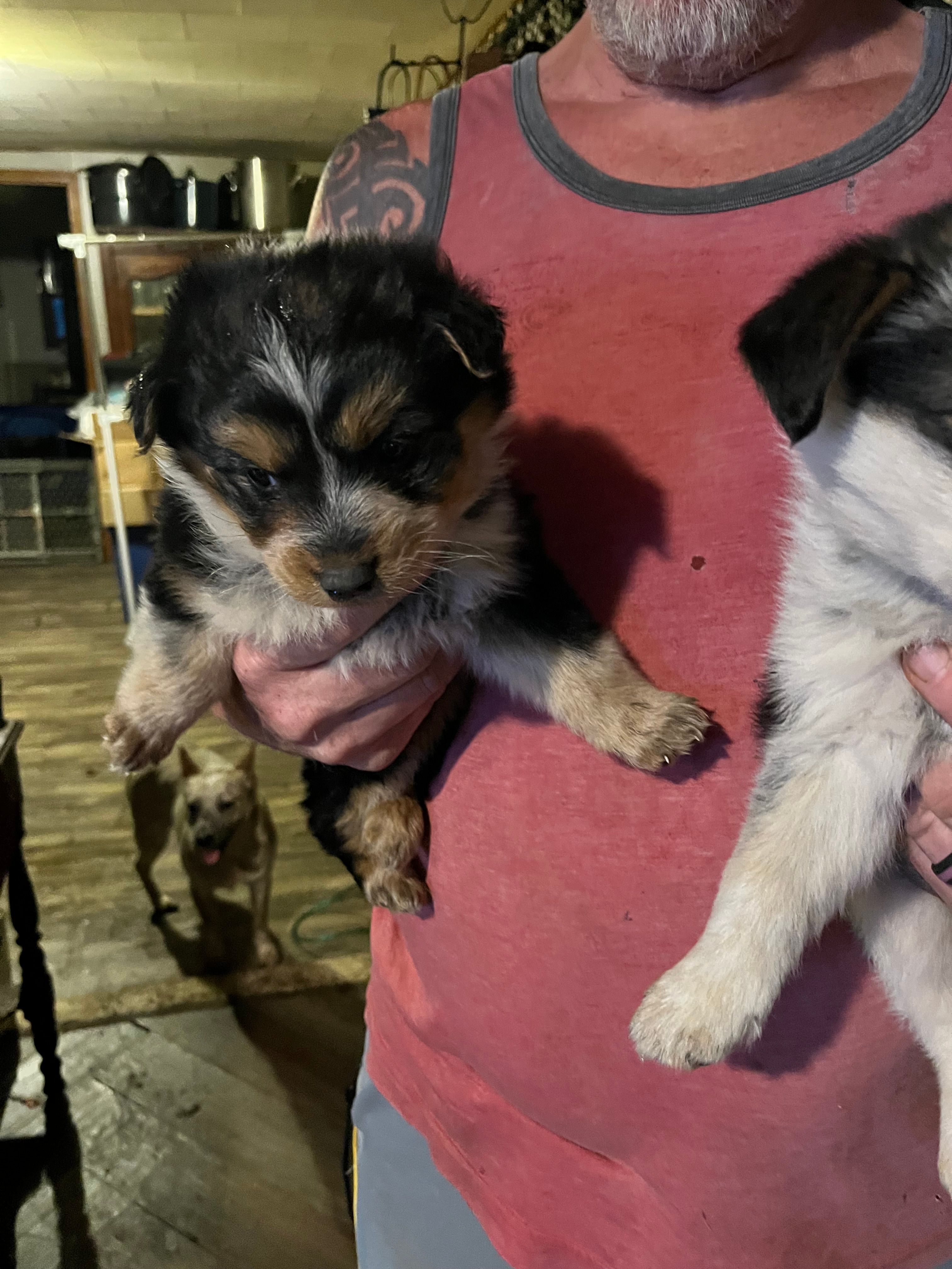 Female A – Australian Cattle Dog, Australian Shepherd puppy for sale in Coal City, IN
