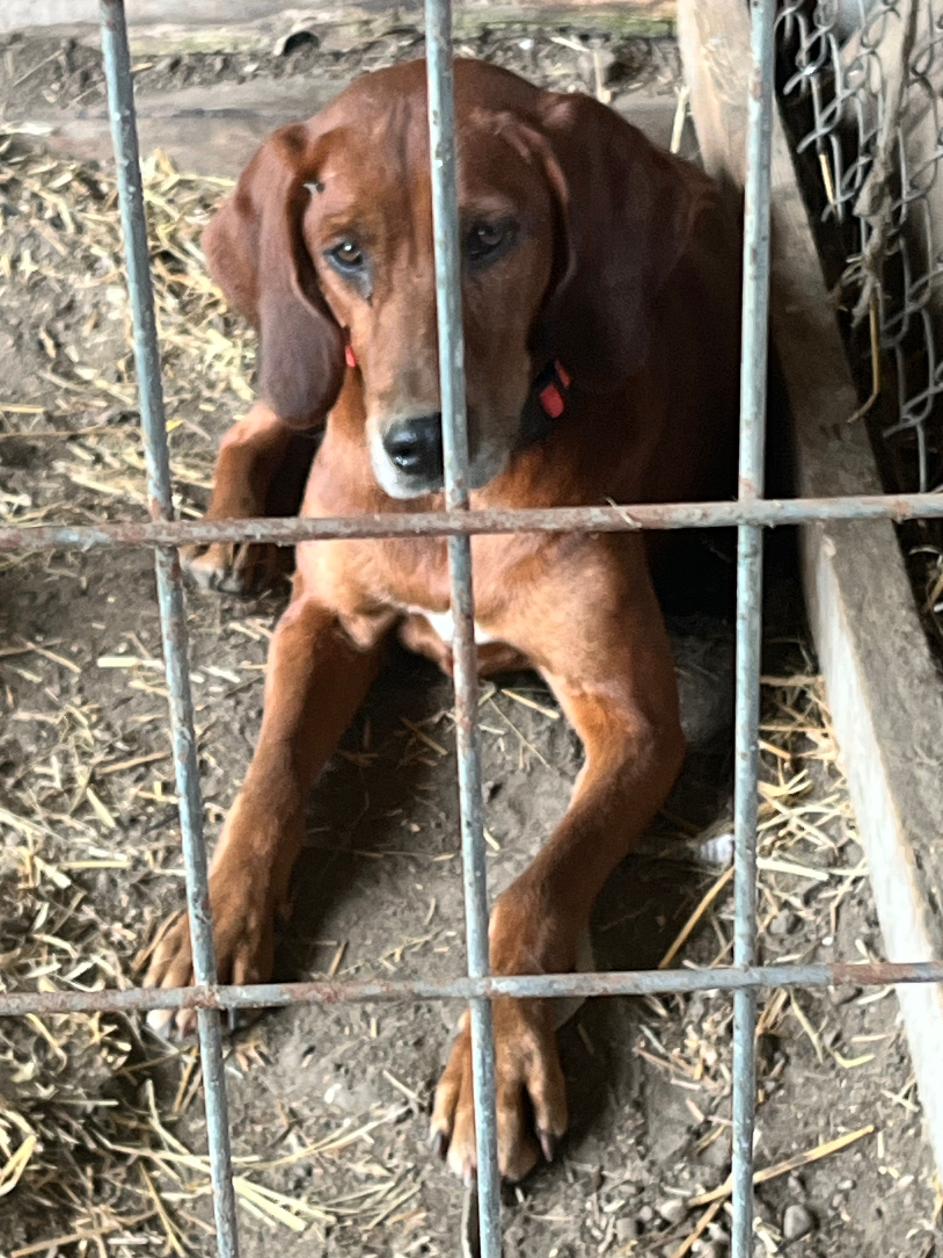 Ellie – Redbone Coonhound puppy for sale in Coal City, IN