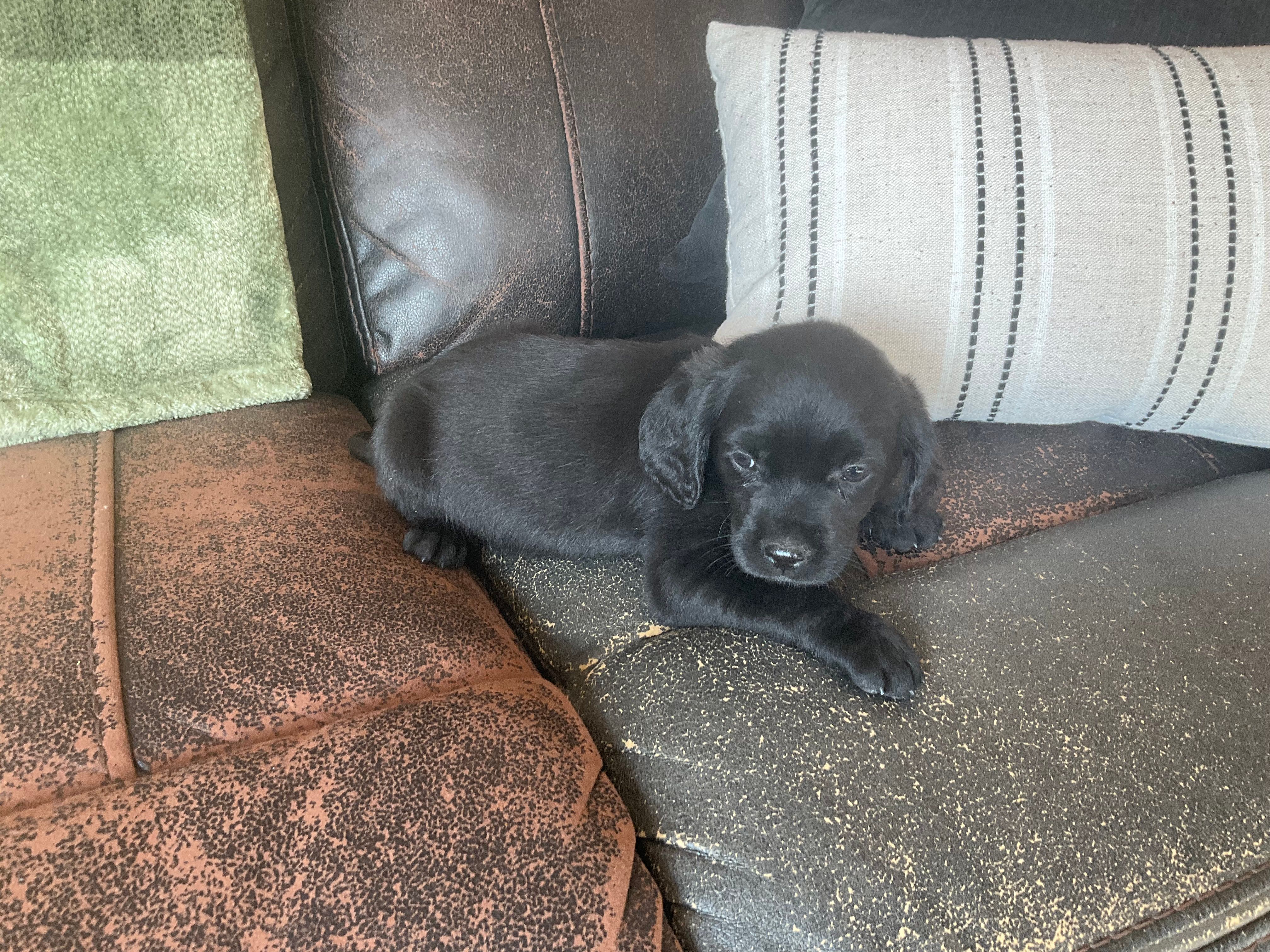 Duke – Cocker Spaniel puppy for sale in Latham, MO