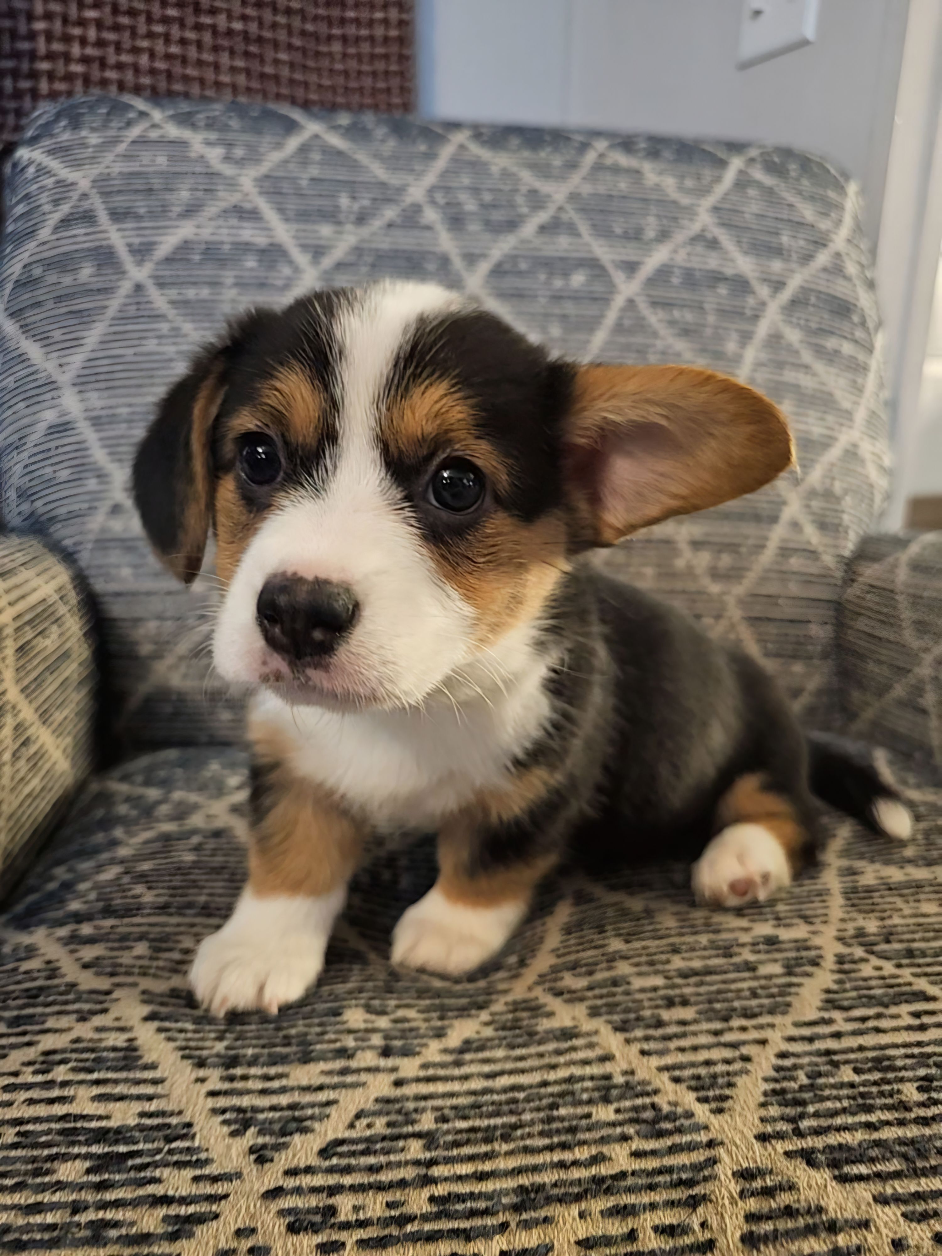 American corgi Oddball ckc – Cardigan Welsh Corgi, Pembroke Welsh Corgi puppy for sale in Yellville, AR